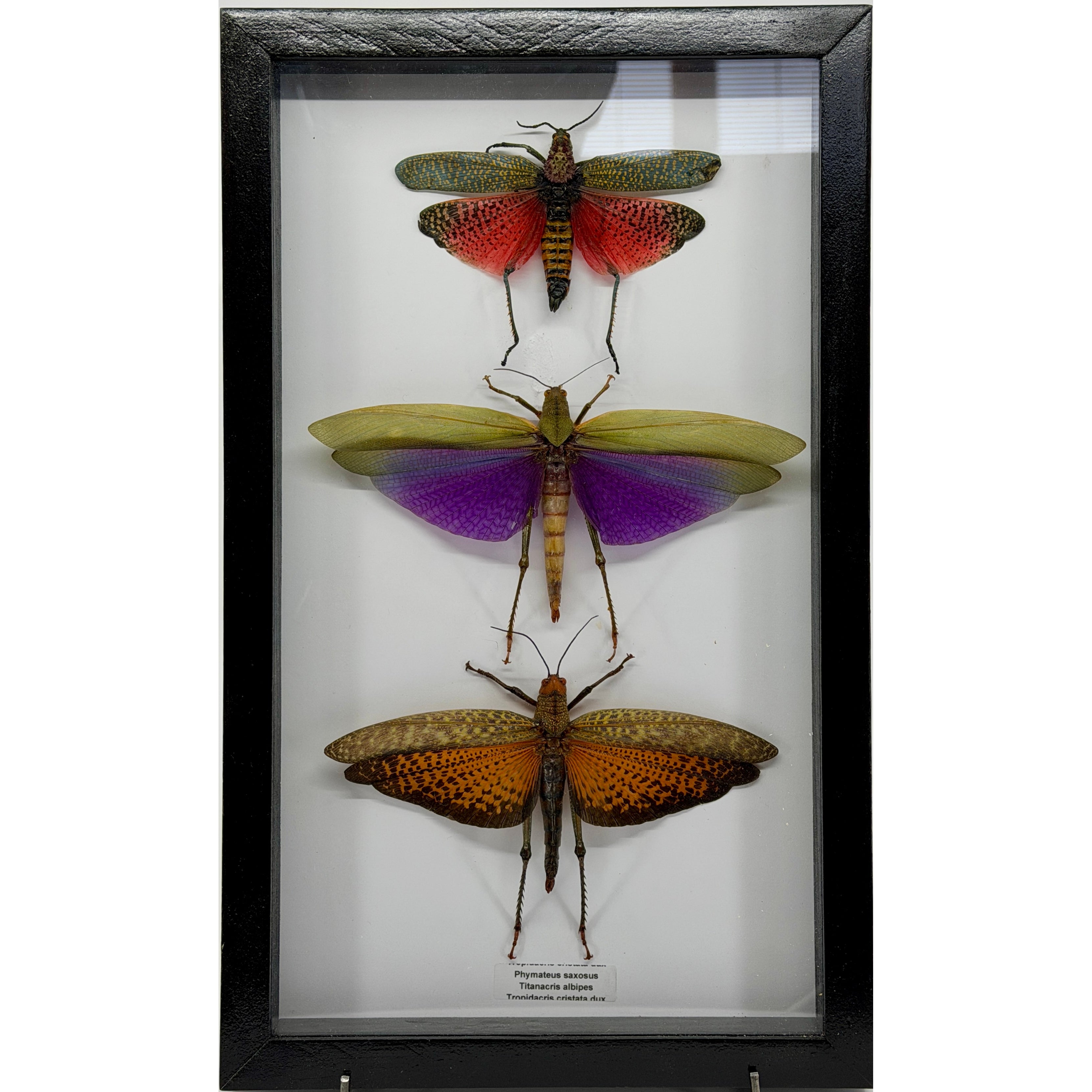 3 Piece Locust collection