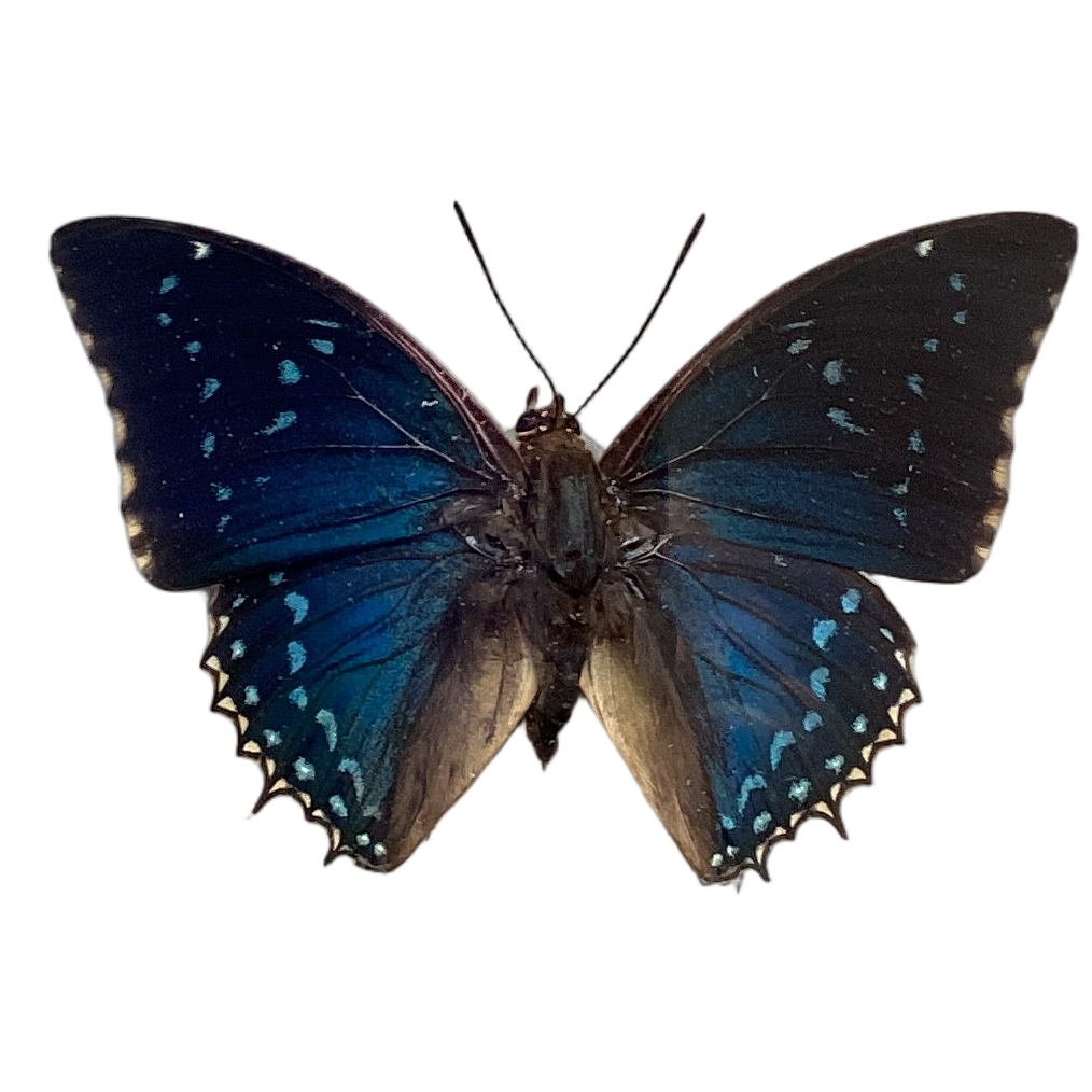 Common Blue Charaxes
