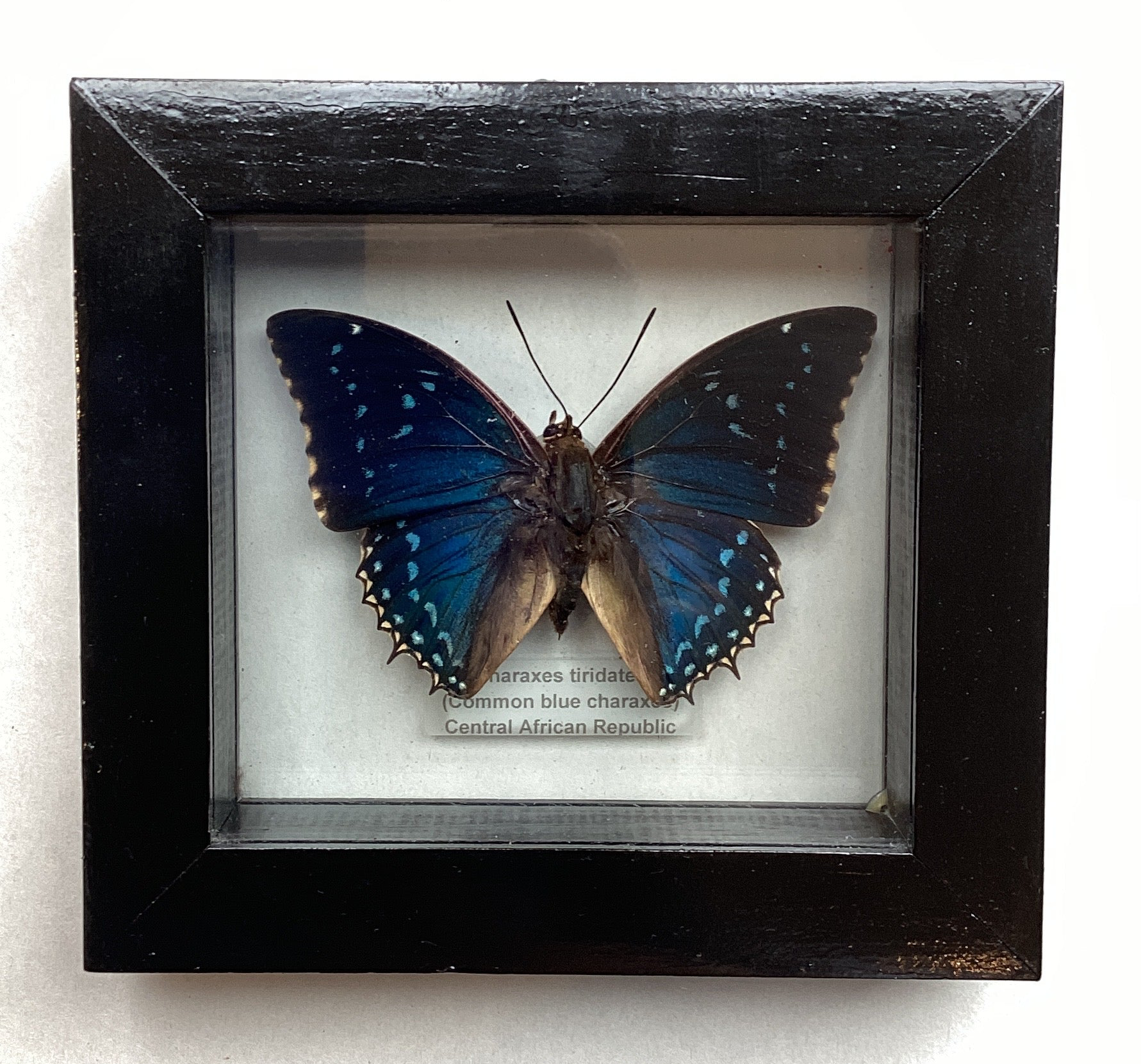 Common Blue Charaxes