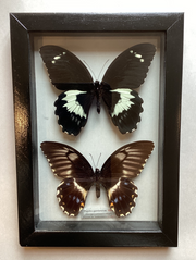 Swallowtail Pair M&F