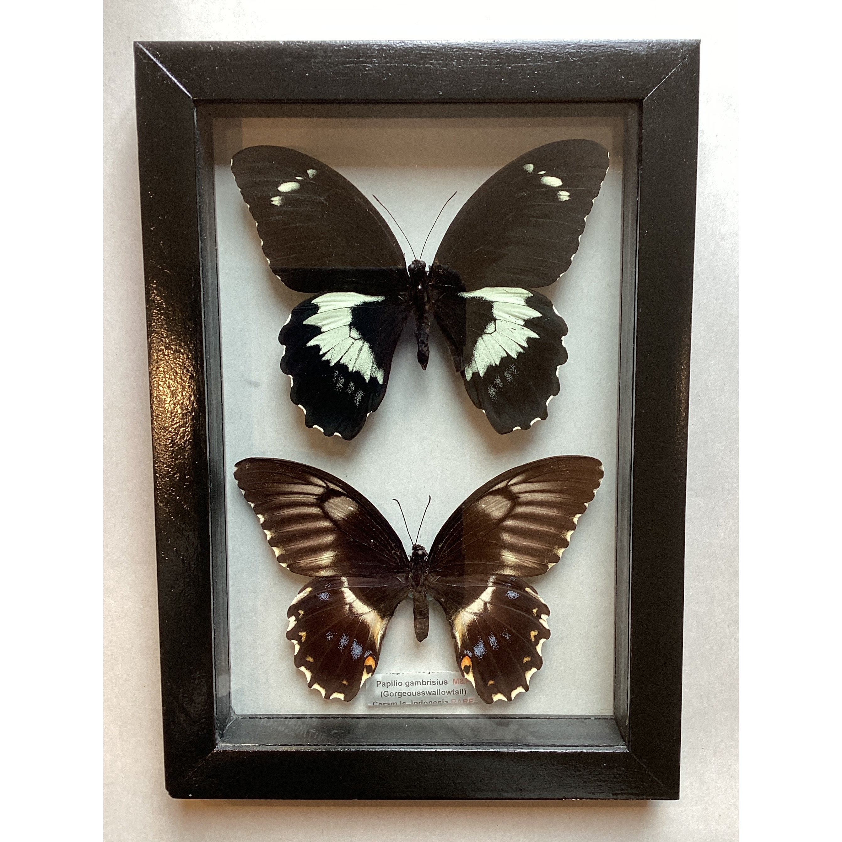 Swallowtail Pair M&F