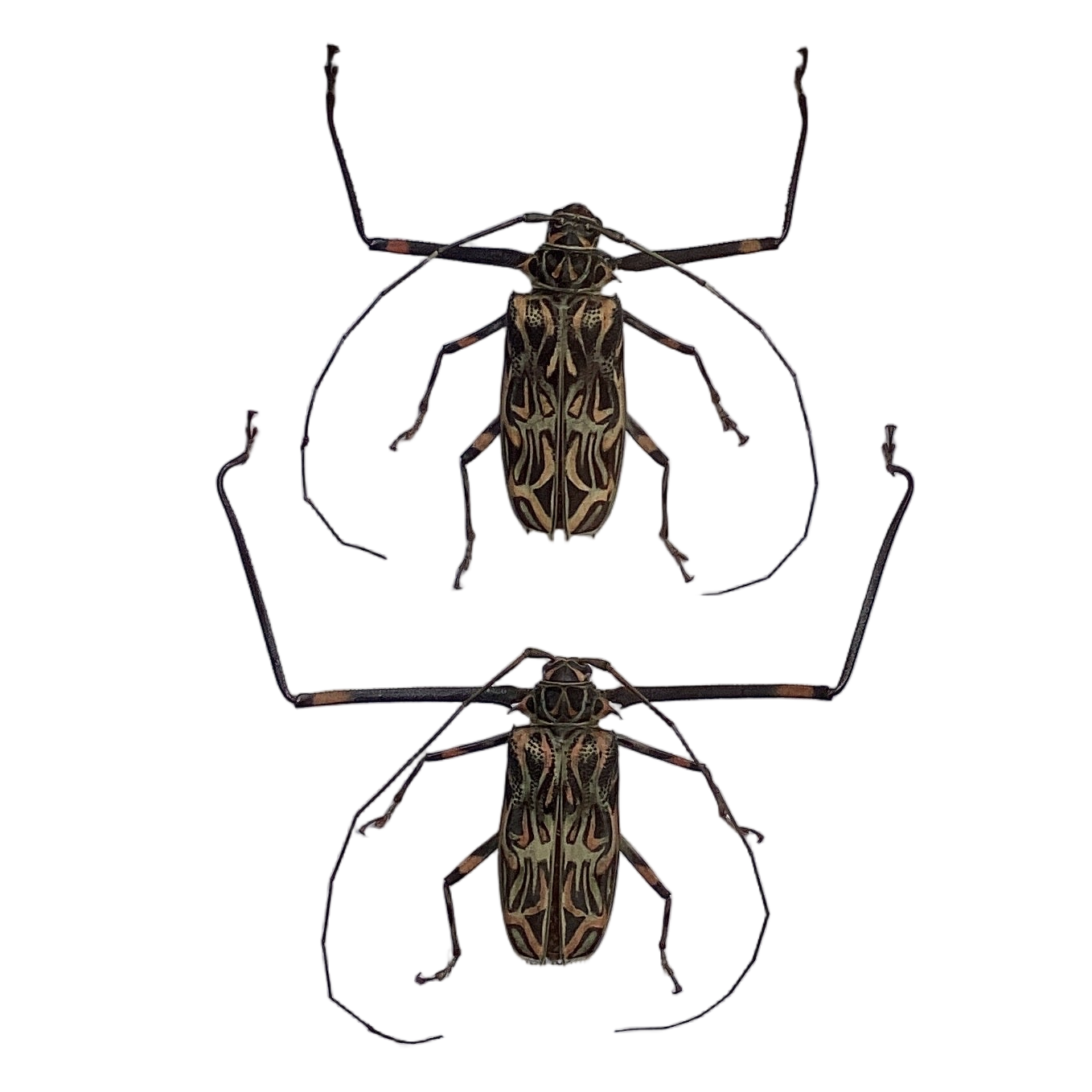 Harlequin Beetles M&F