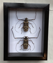 Harlequin Beetles M&F