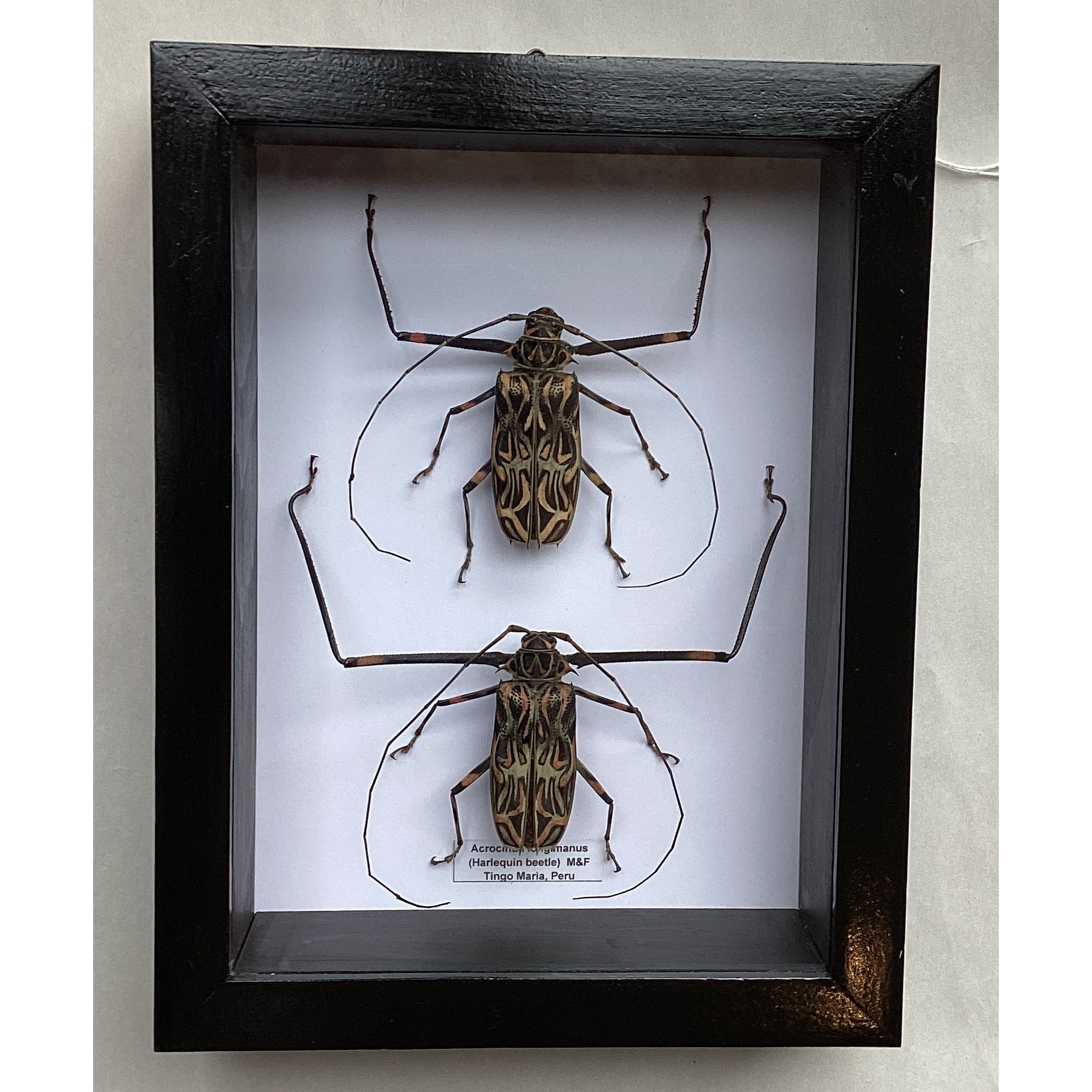 Harlequin Beetles M&F