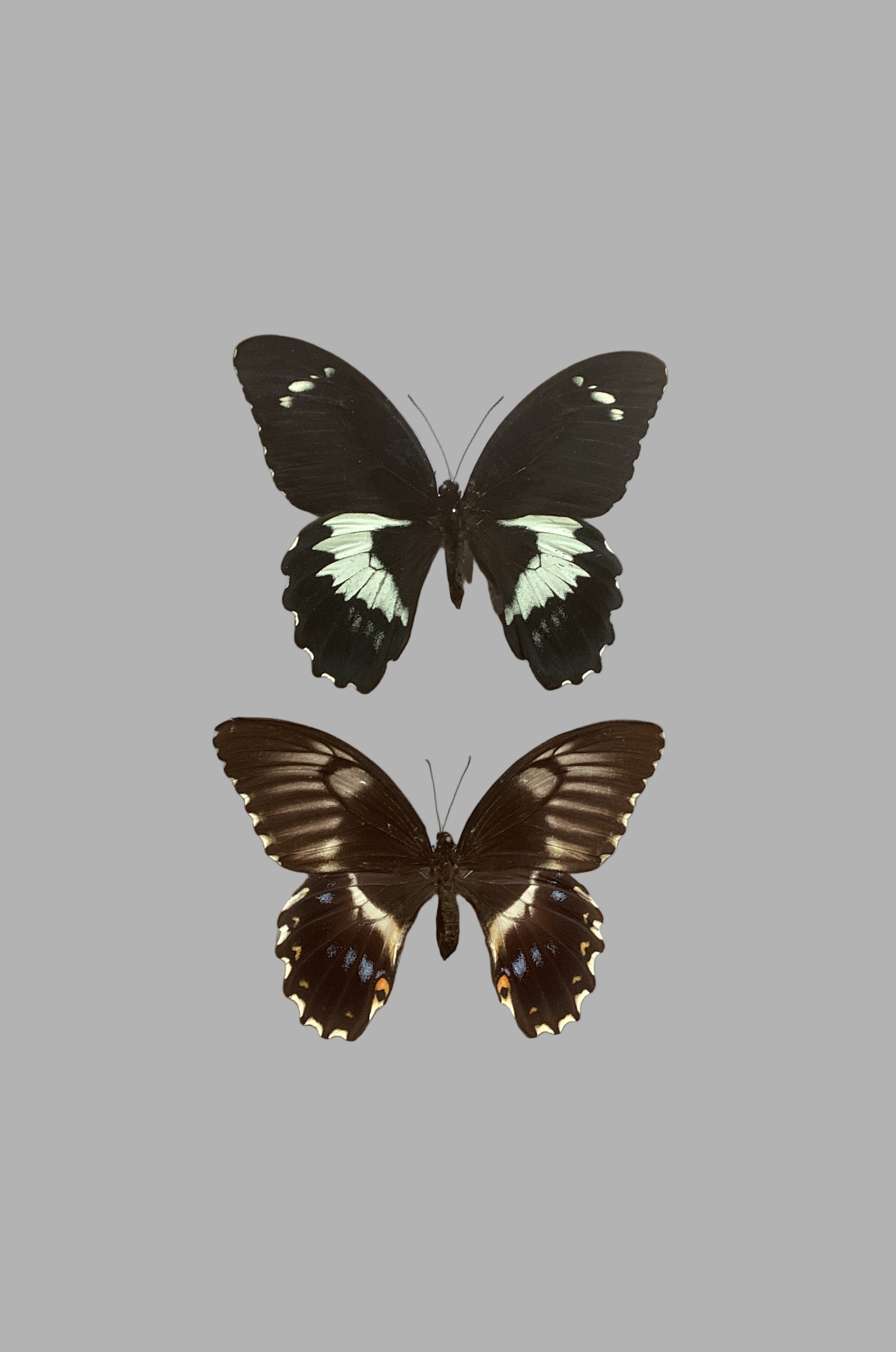 Swallowtail Pair M&F