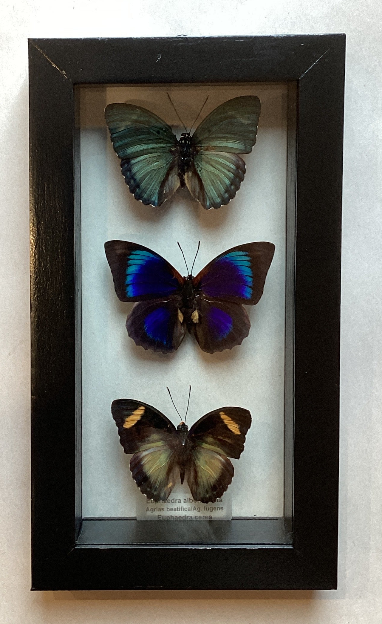 Med Butterfly Euphaedra Collection