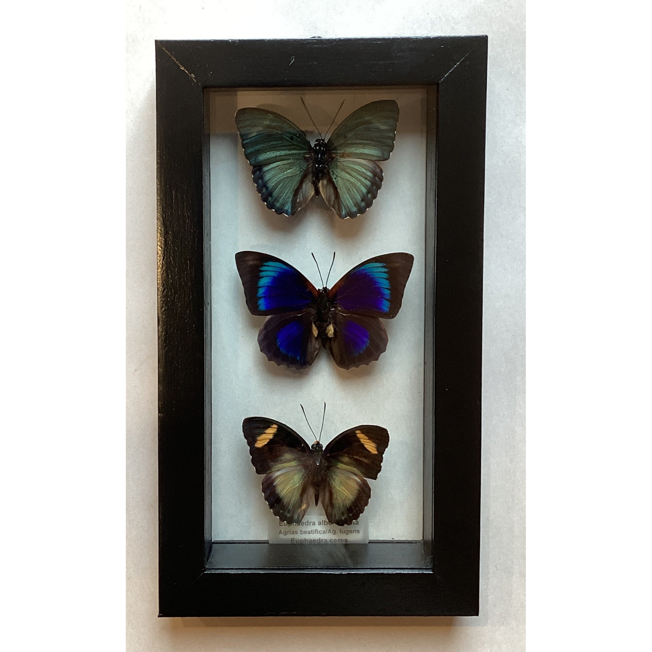 Med Butterfly Euphaedra Collection