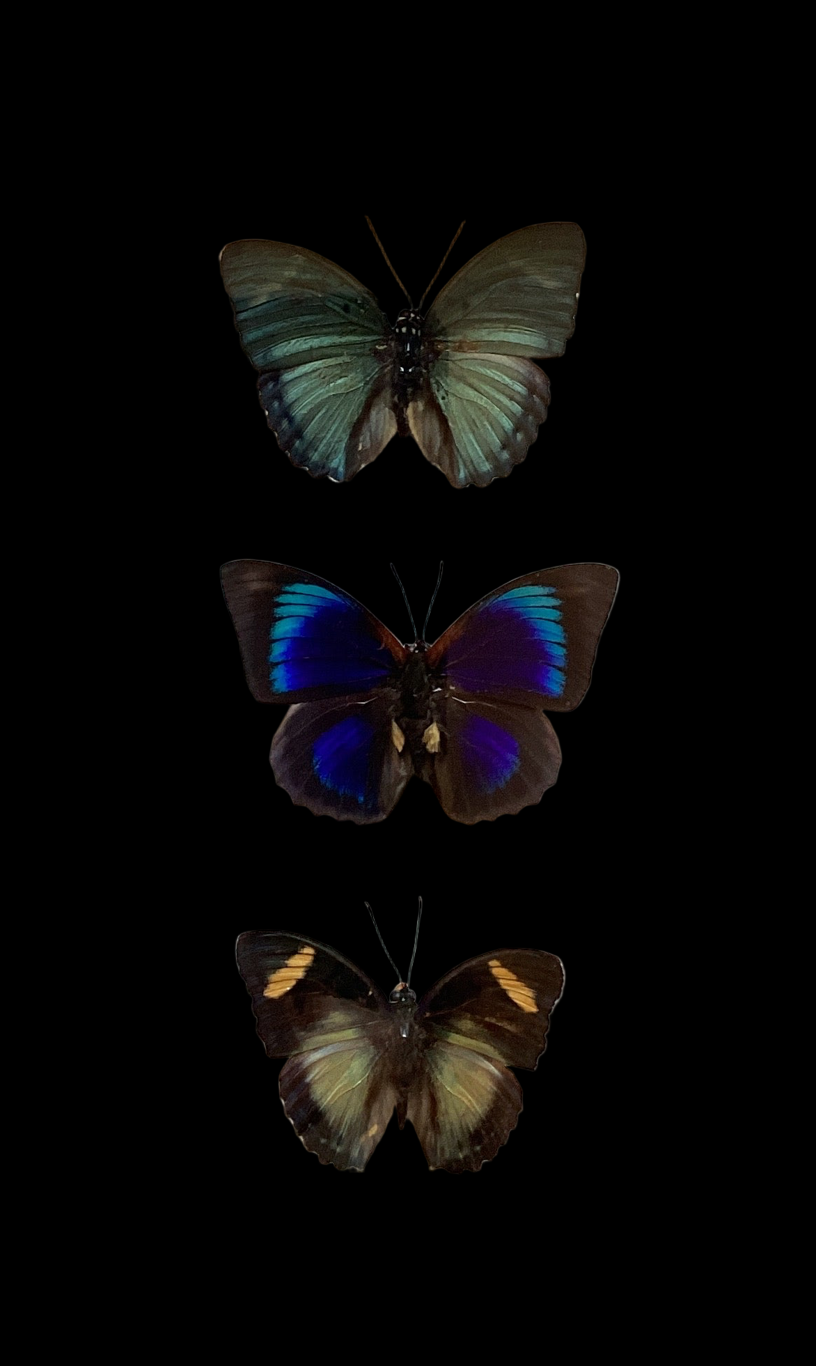 Med Butterfly Euphaedra Collection