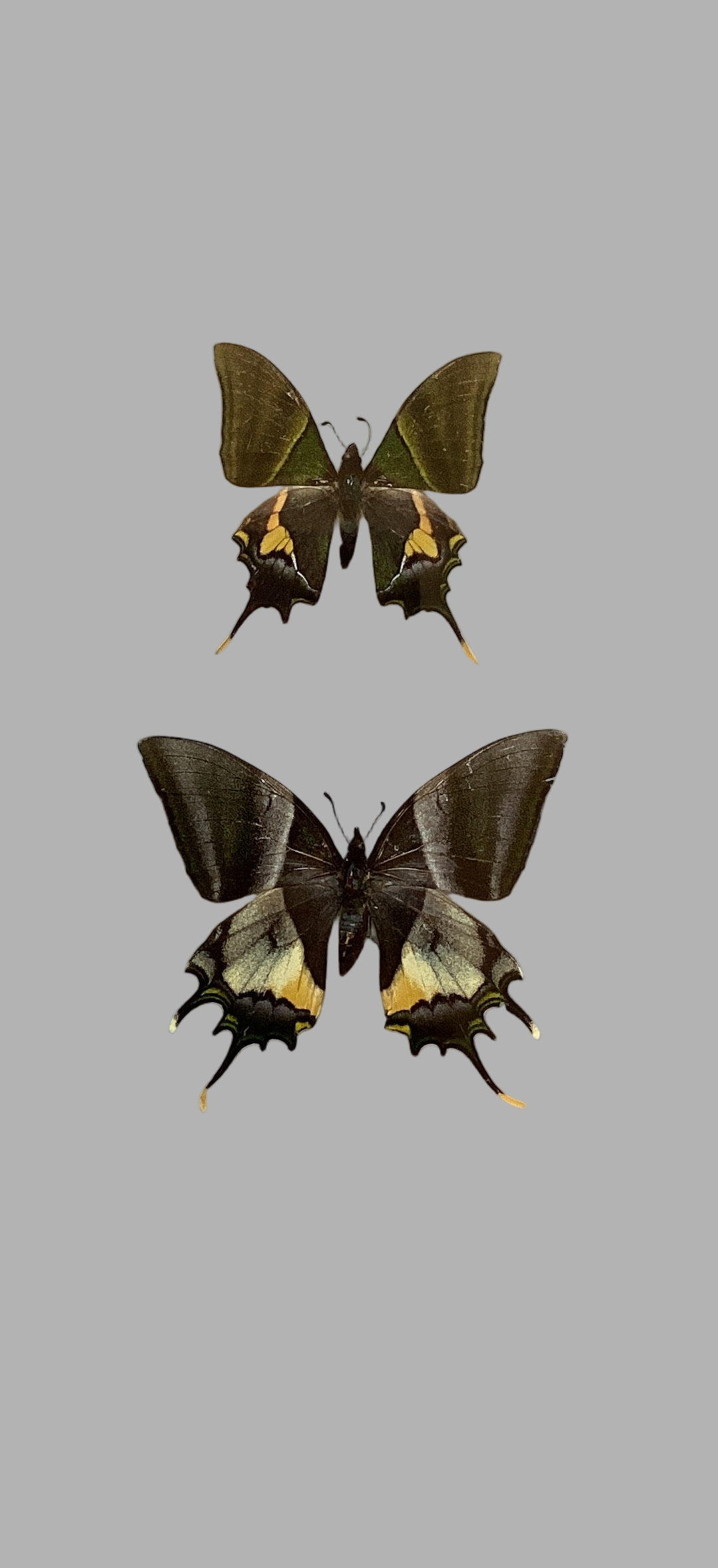 Emperor of India Swallowtails