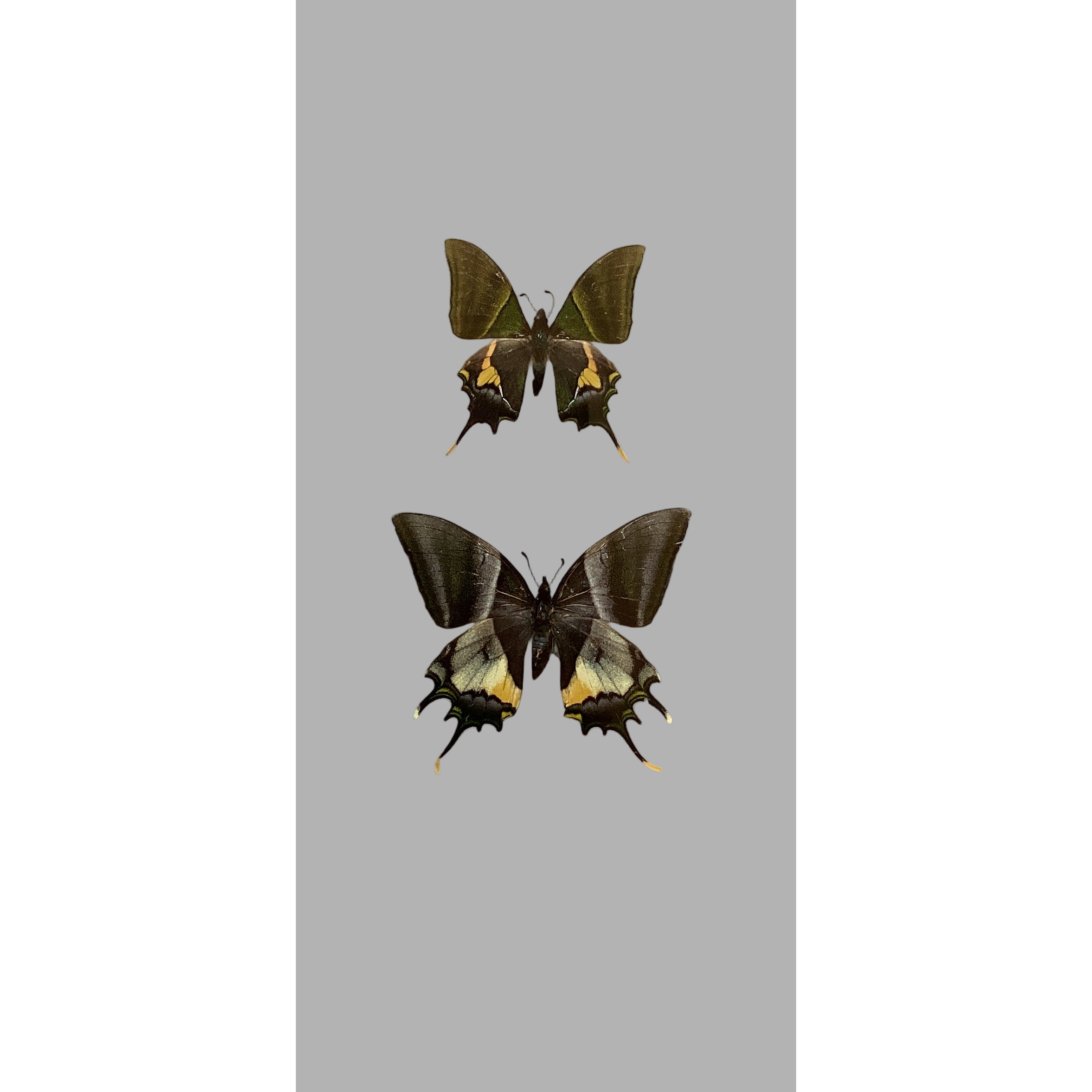 Emperor of India Swallowtails