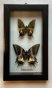 Emperor of India Swallowtails