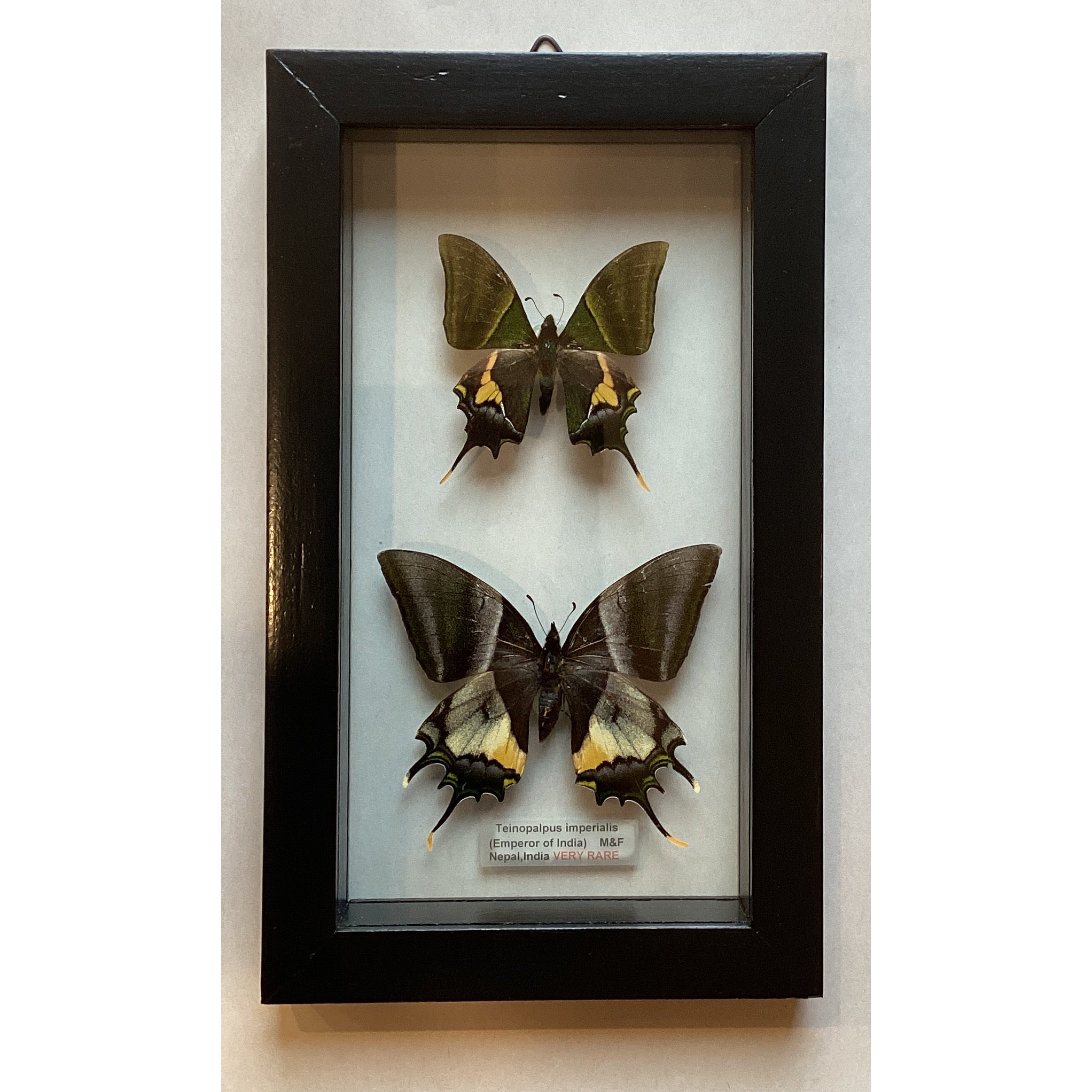 Emperor of India Swallowtails