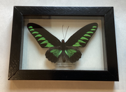 Rajah Brook's Birwing Male