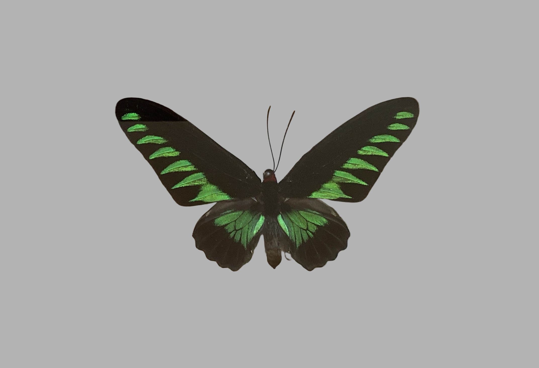 Rajah Brook's Birwing Male