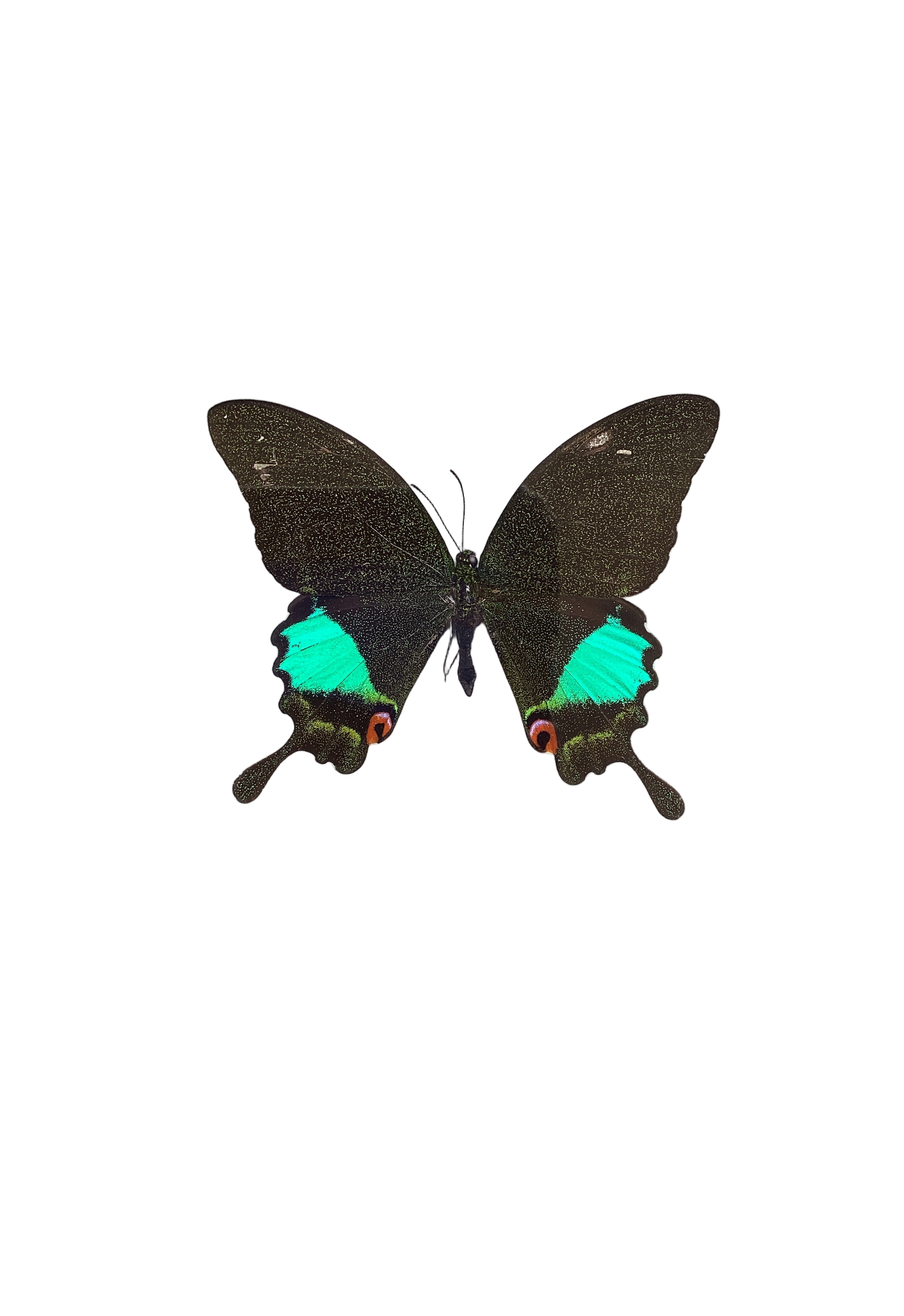 Jungle Jade Swallowtail
