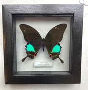 Jungle Jade Swallowtail