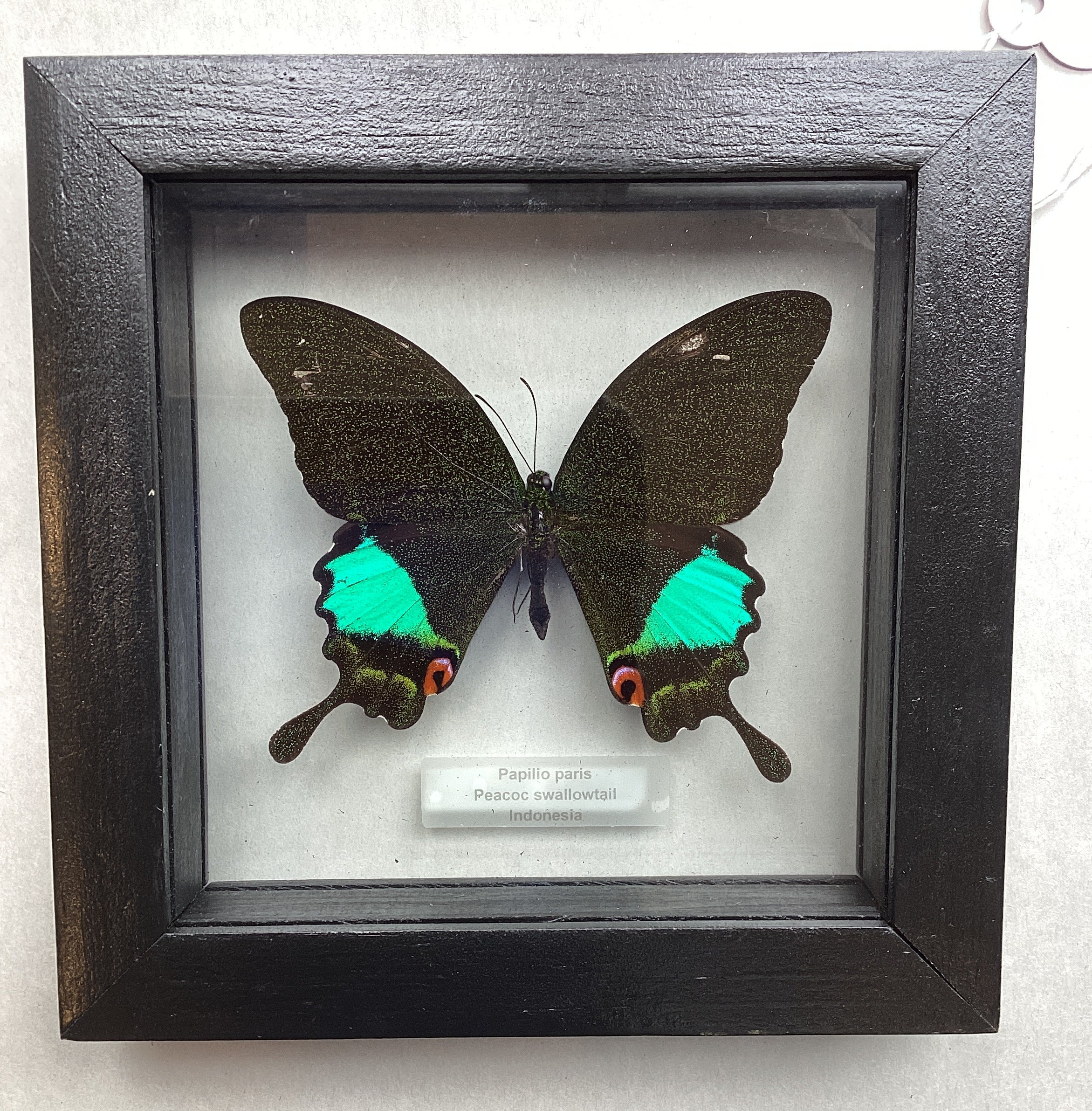 Jungle Jade Swallowtail