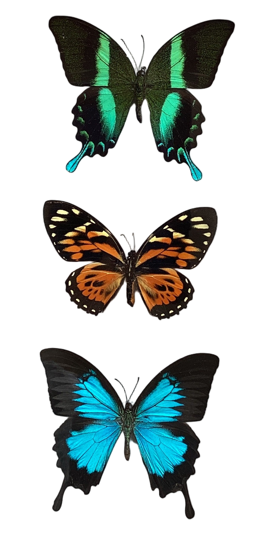 Large Triple Swallowtail Collection