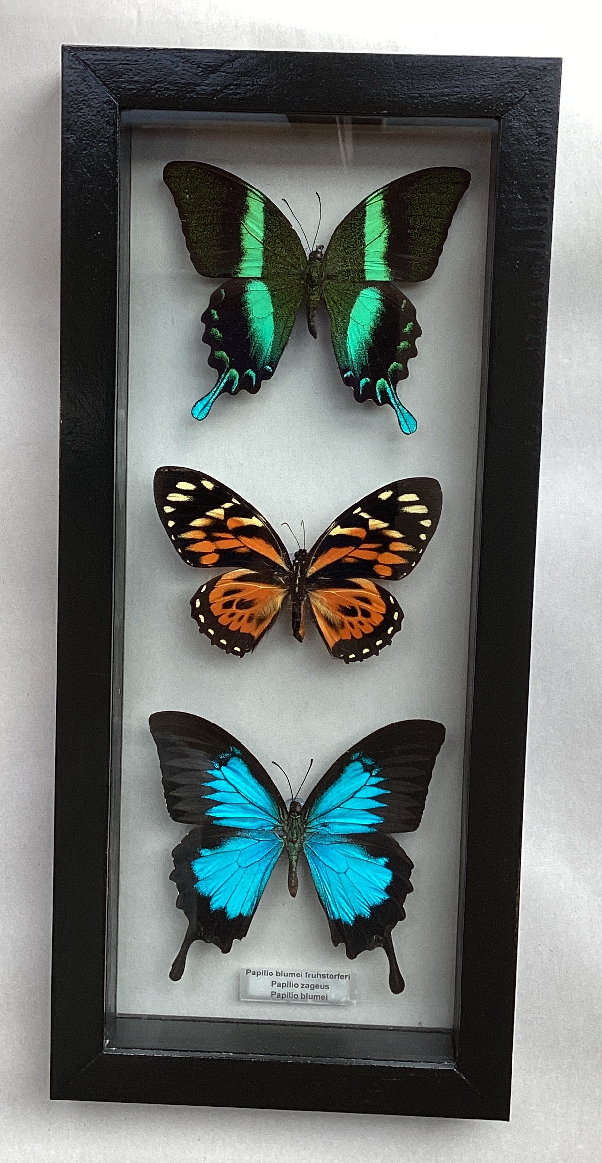 Large Triple Swallowtail Collection