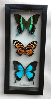 Large Triple Swallowtail Collection