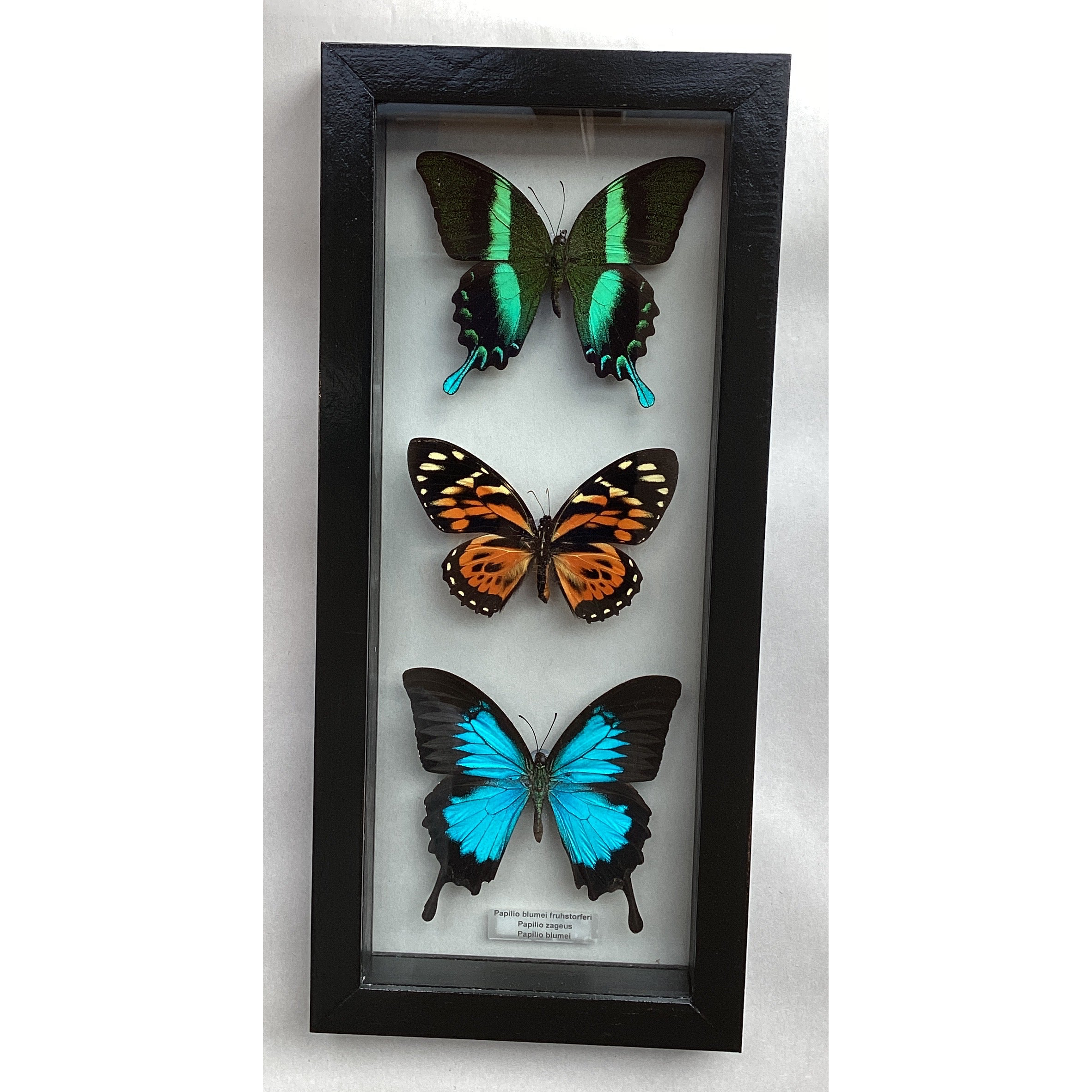 Lg Triple Swallowtail Collection