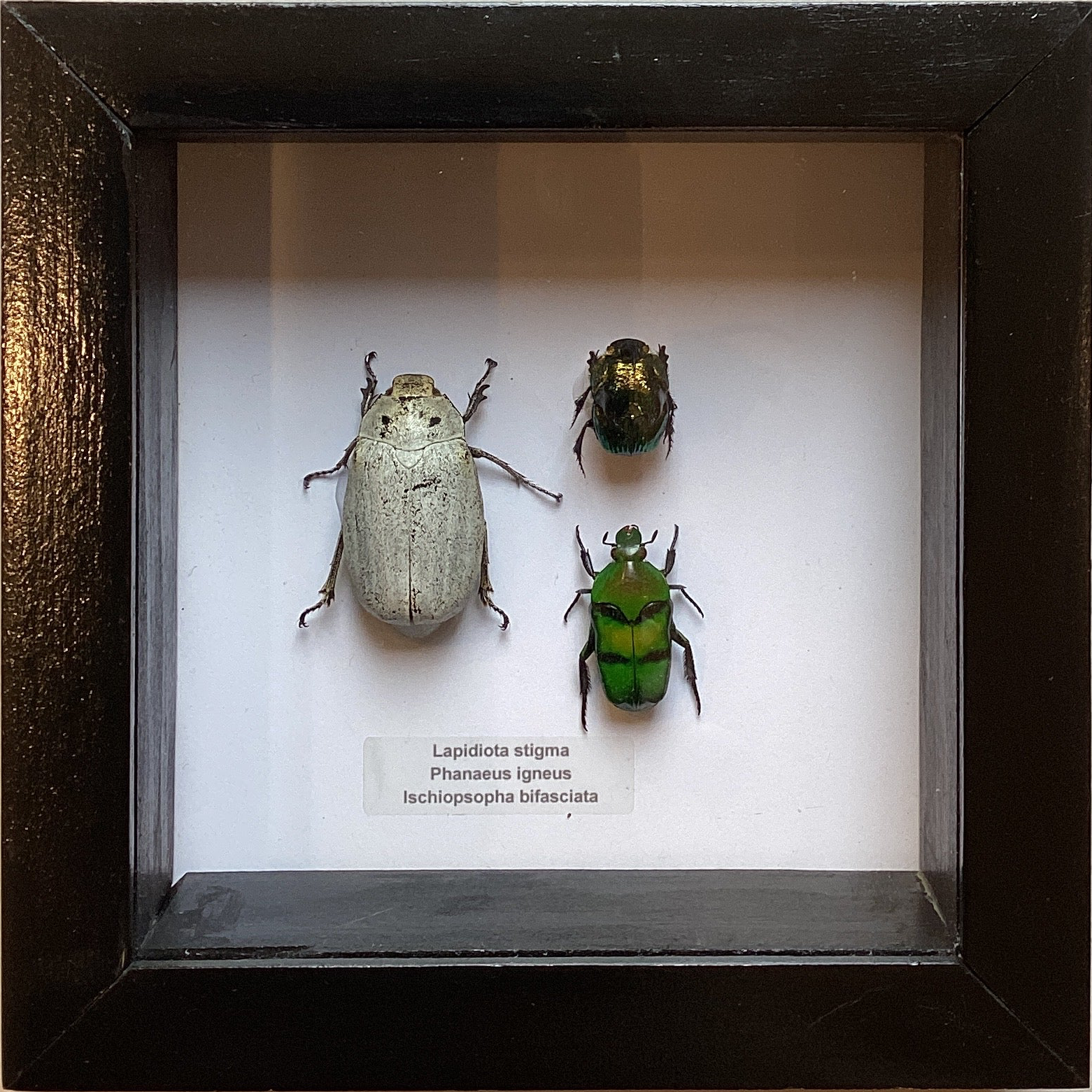 Triple Scarab Collection