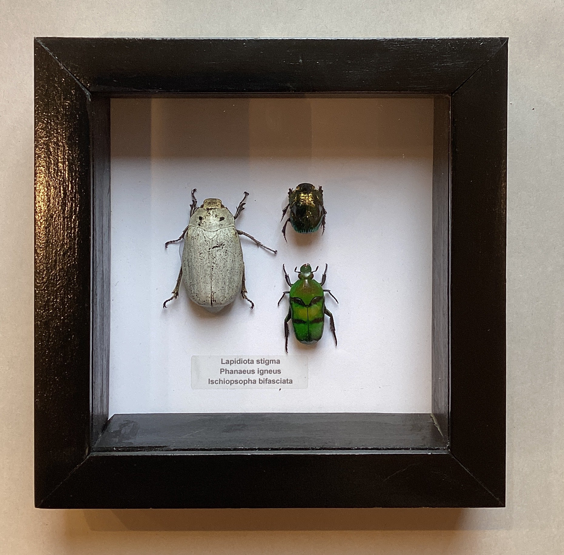 Triple Scarab Collection