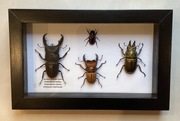 Stag Beetle Collection