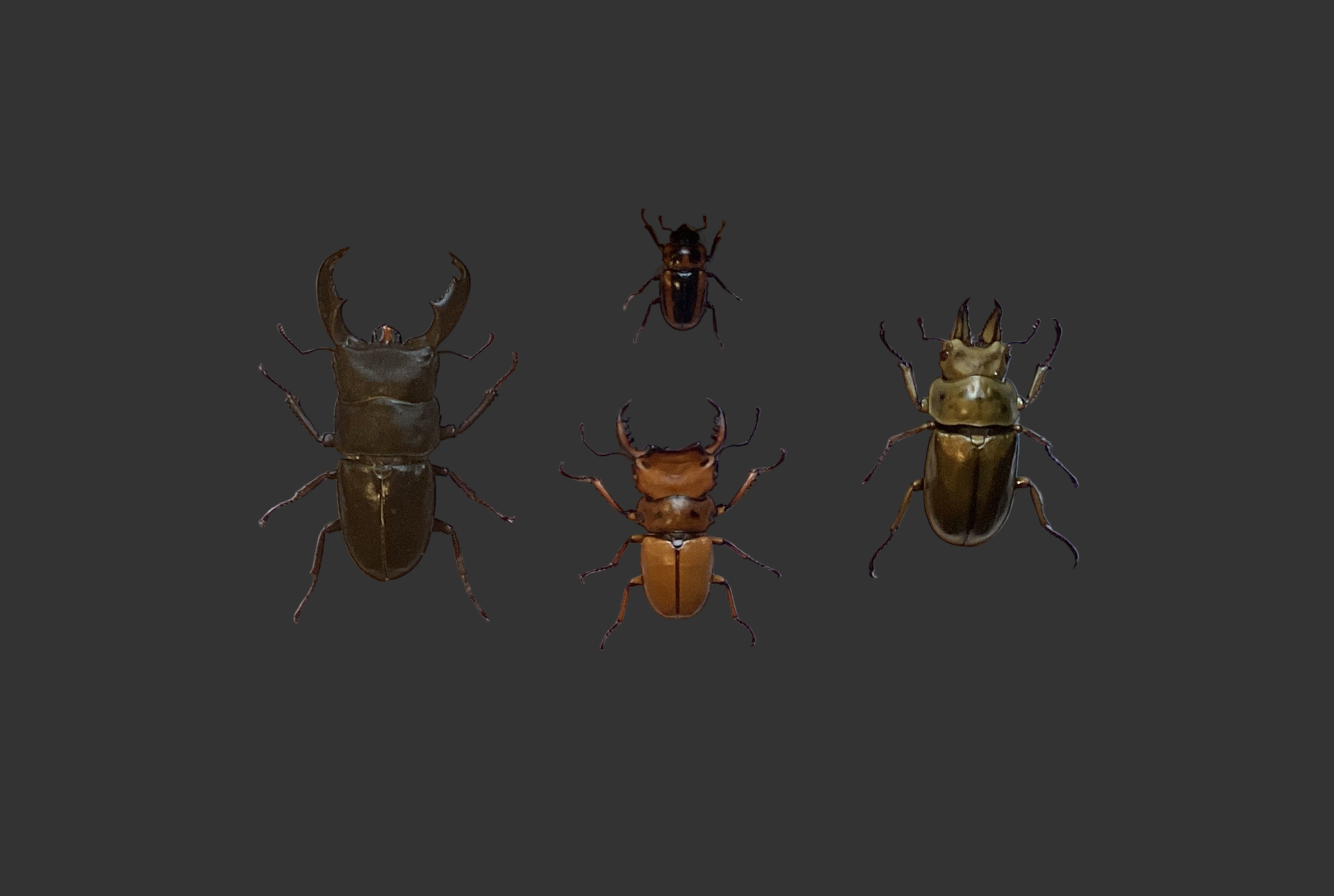 Stag Beetle Collection