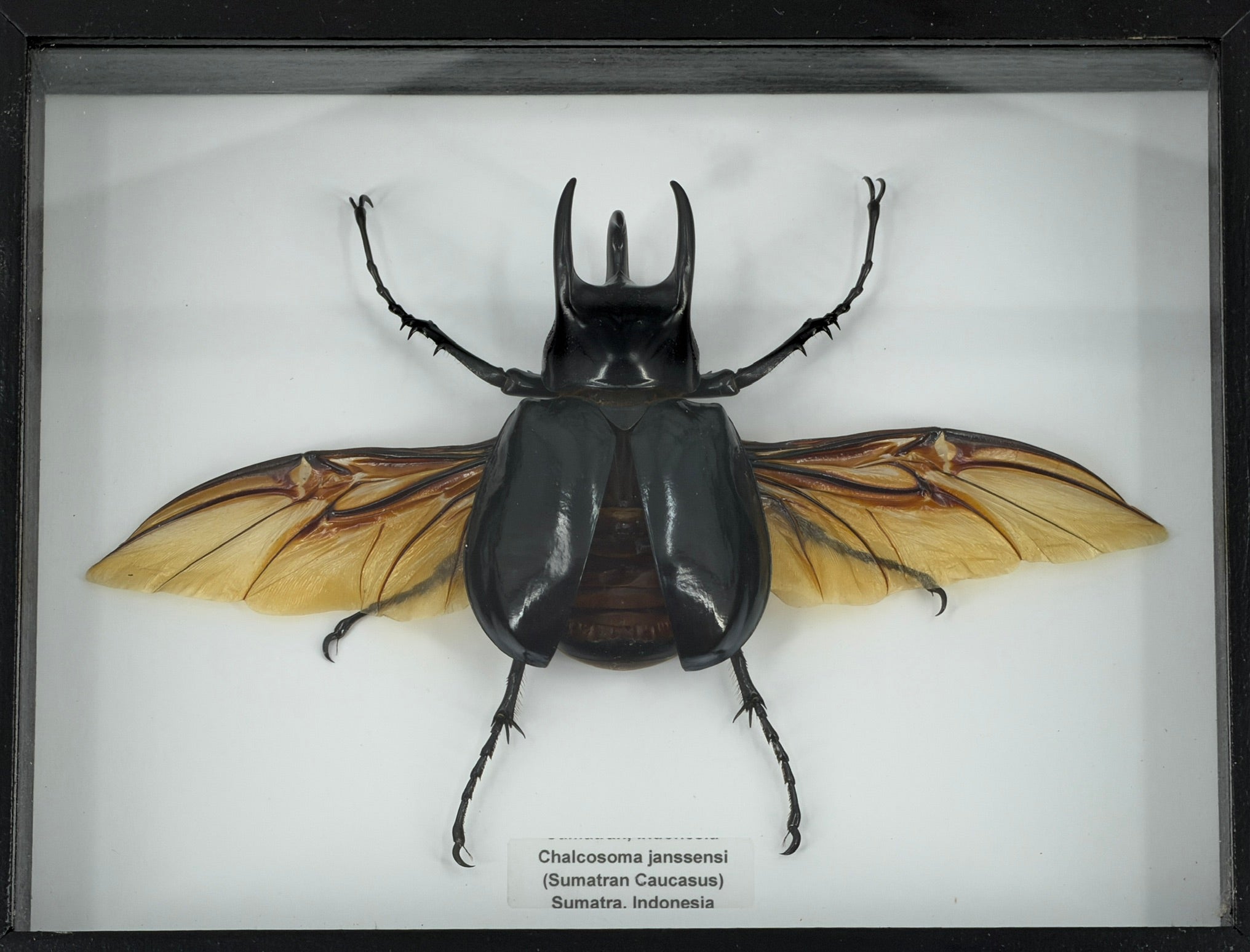 Sumatran Caucasus Rhino Beetle