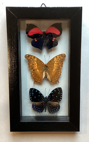 Triple butterfly Collection (m)