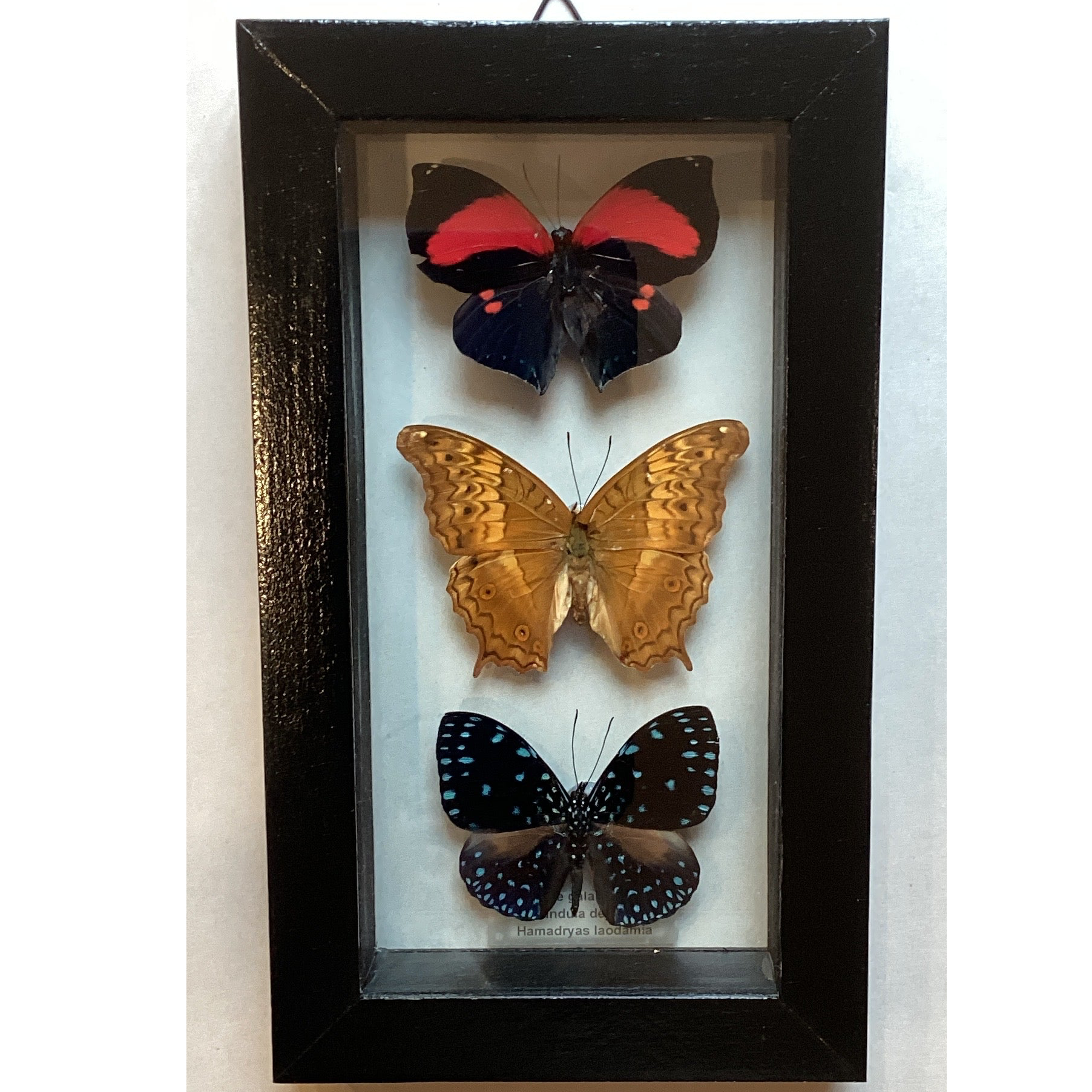 Triple butterfly Collection (m)