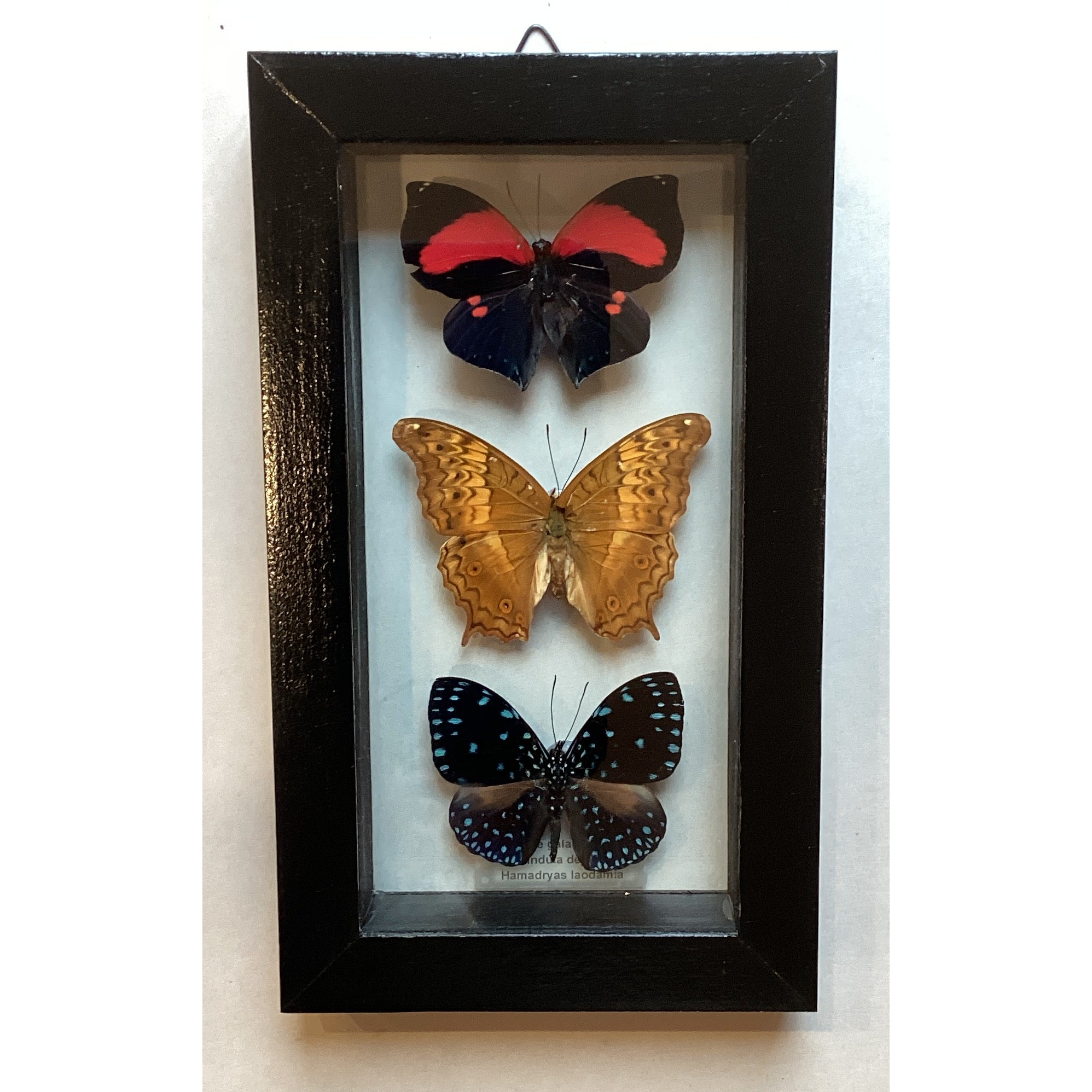 Triple butterfly Collection (m)