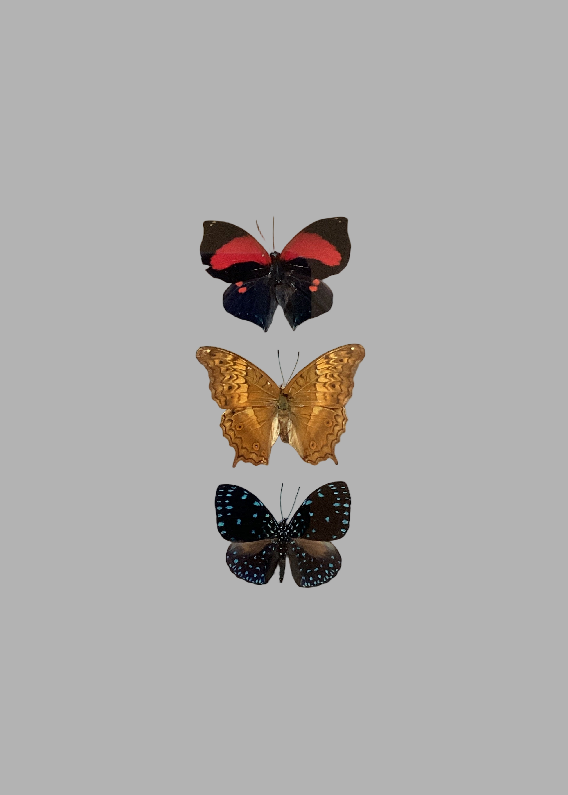 Triple butterfly Collection (m)