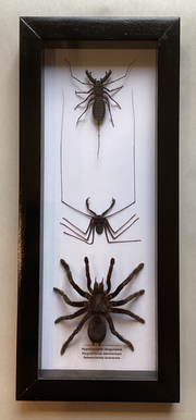 Triple Arachnid Collection