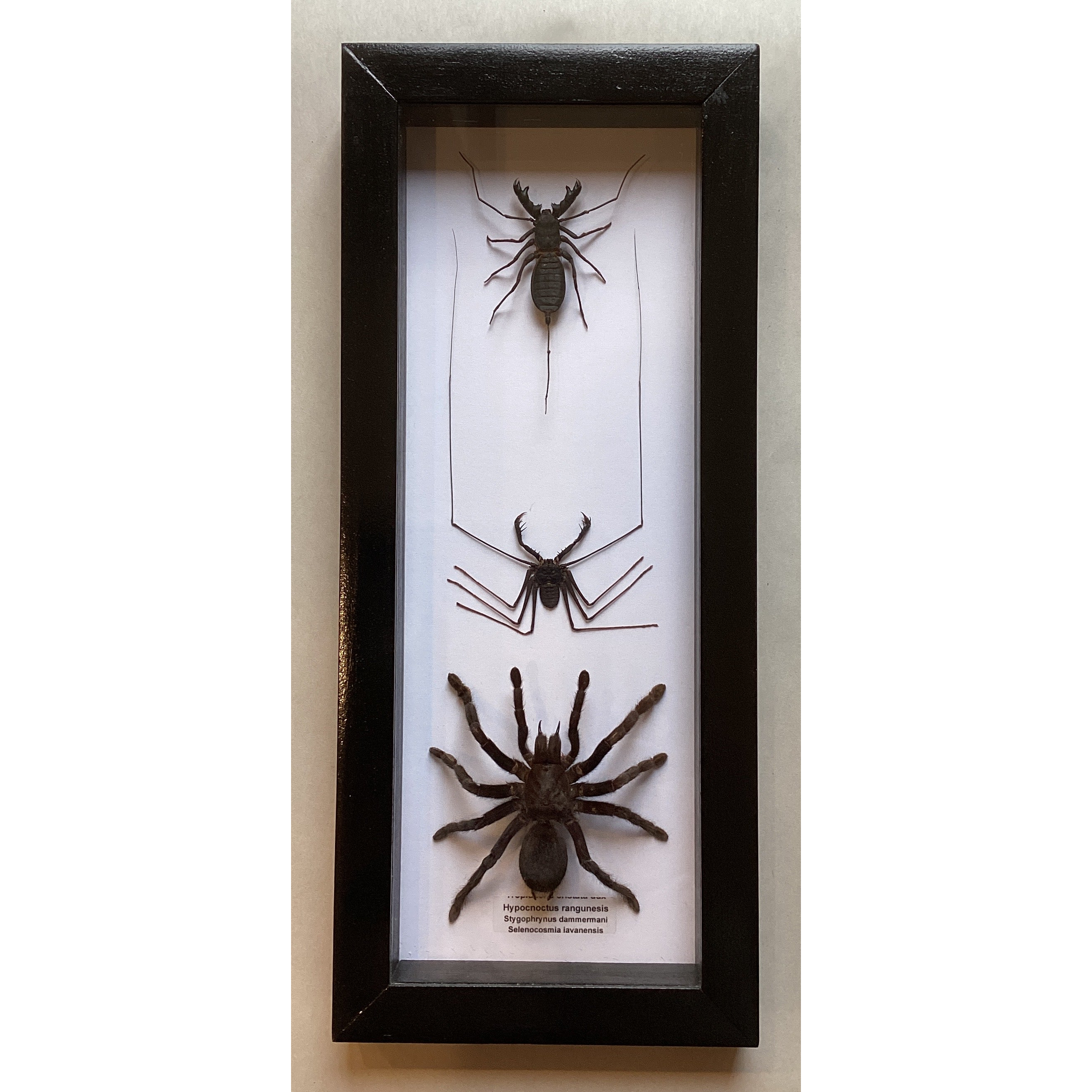 Triple Arachnid Collection