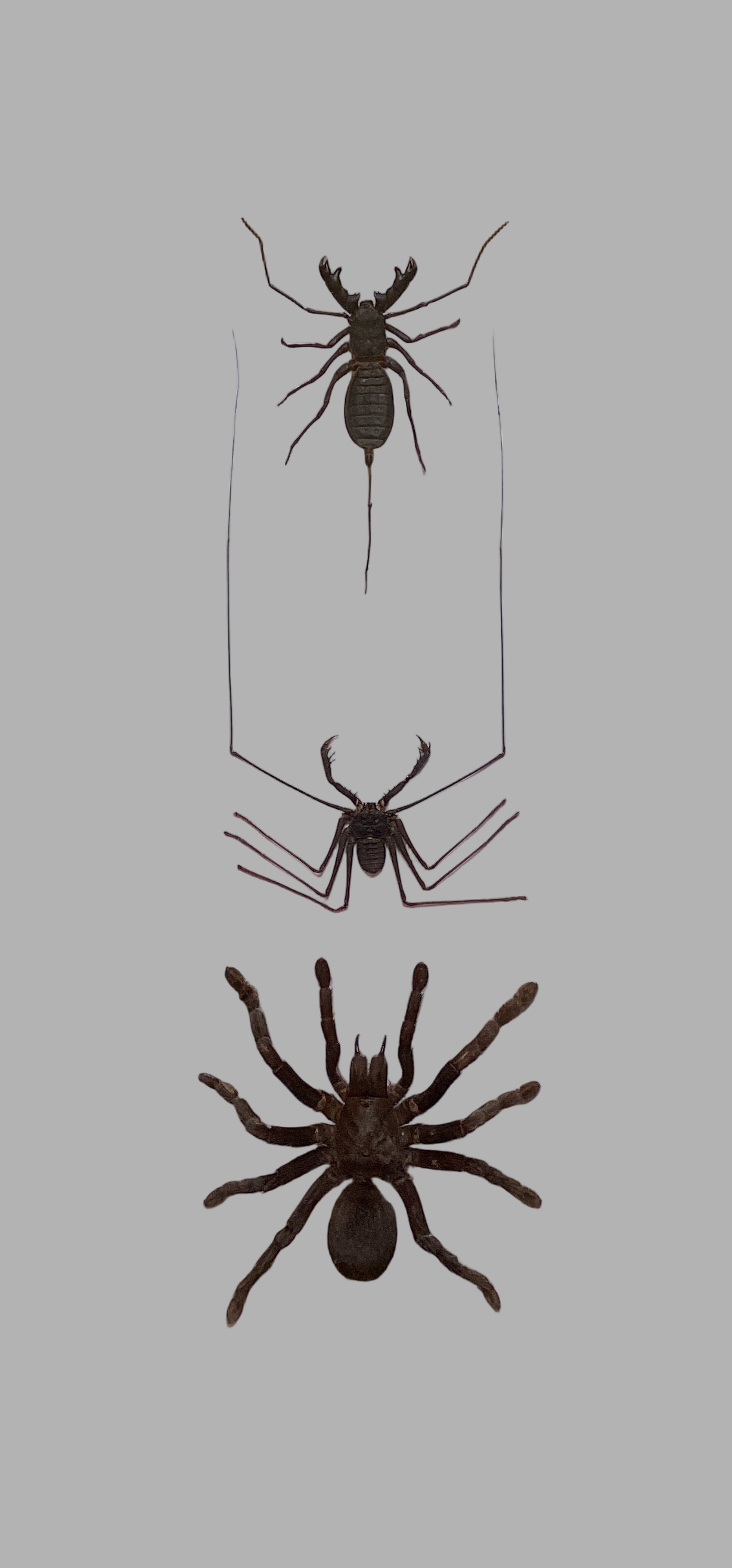 Triple Arachnid Collection
