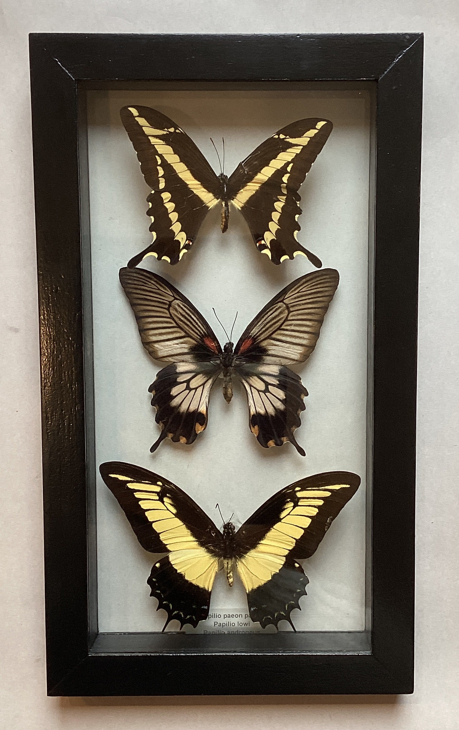 Triple Yellow Swallowtail