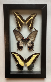 Triple Yellow Swallowtail