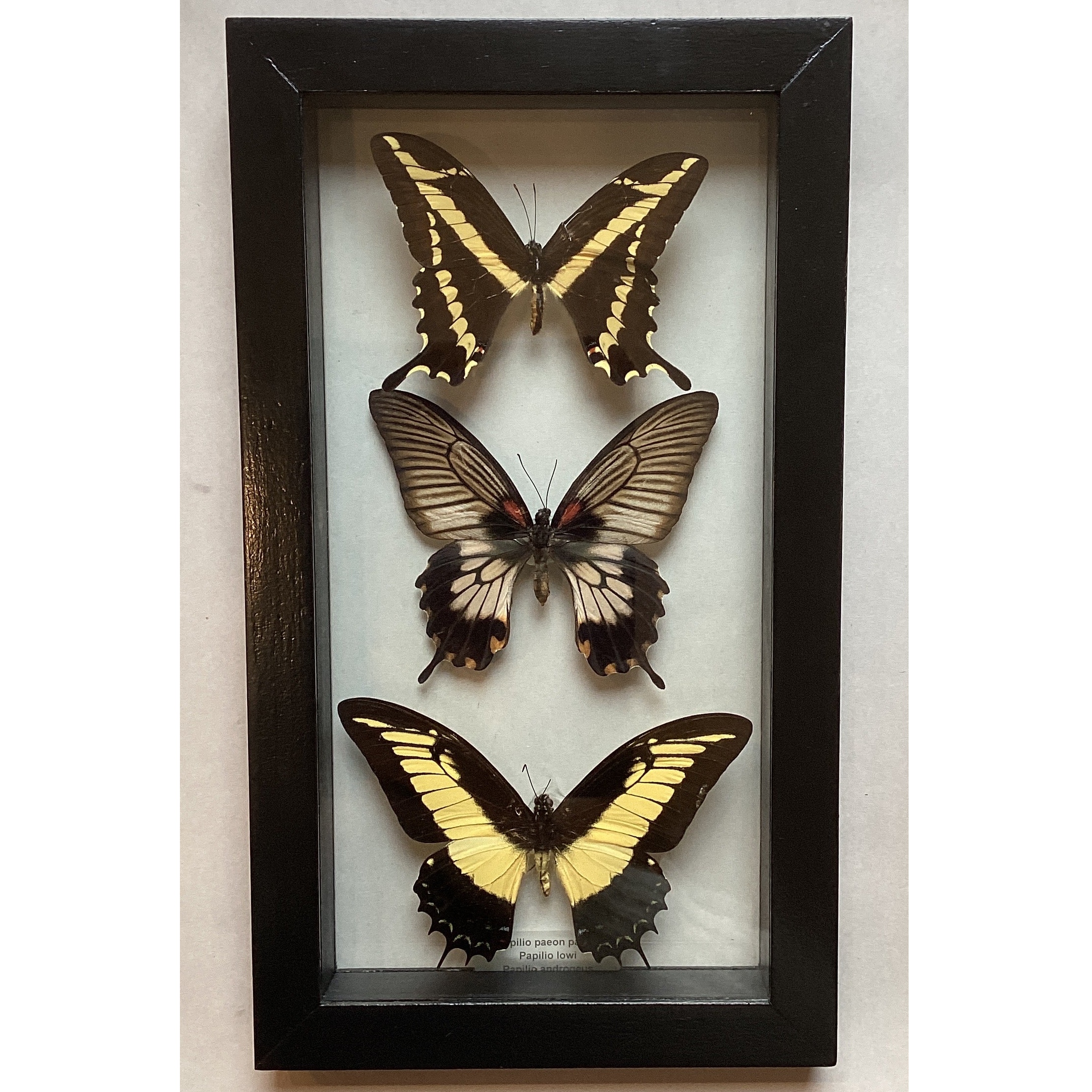 Triple Yellow Swallowtail