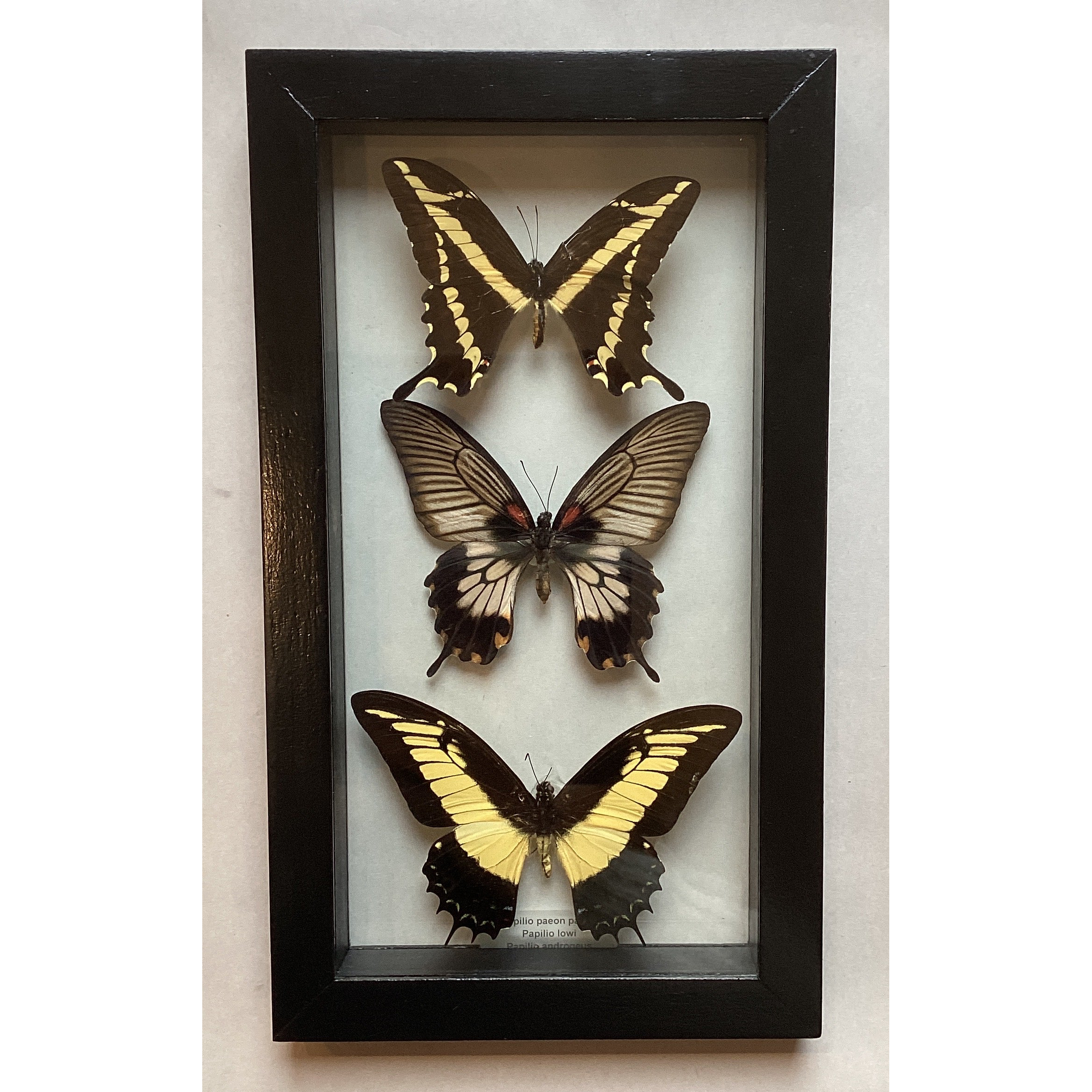 Triple Yellow Swallowtail