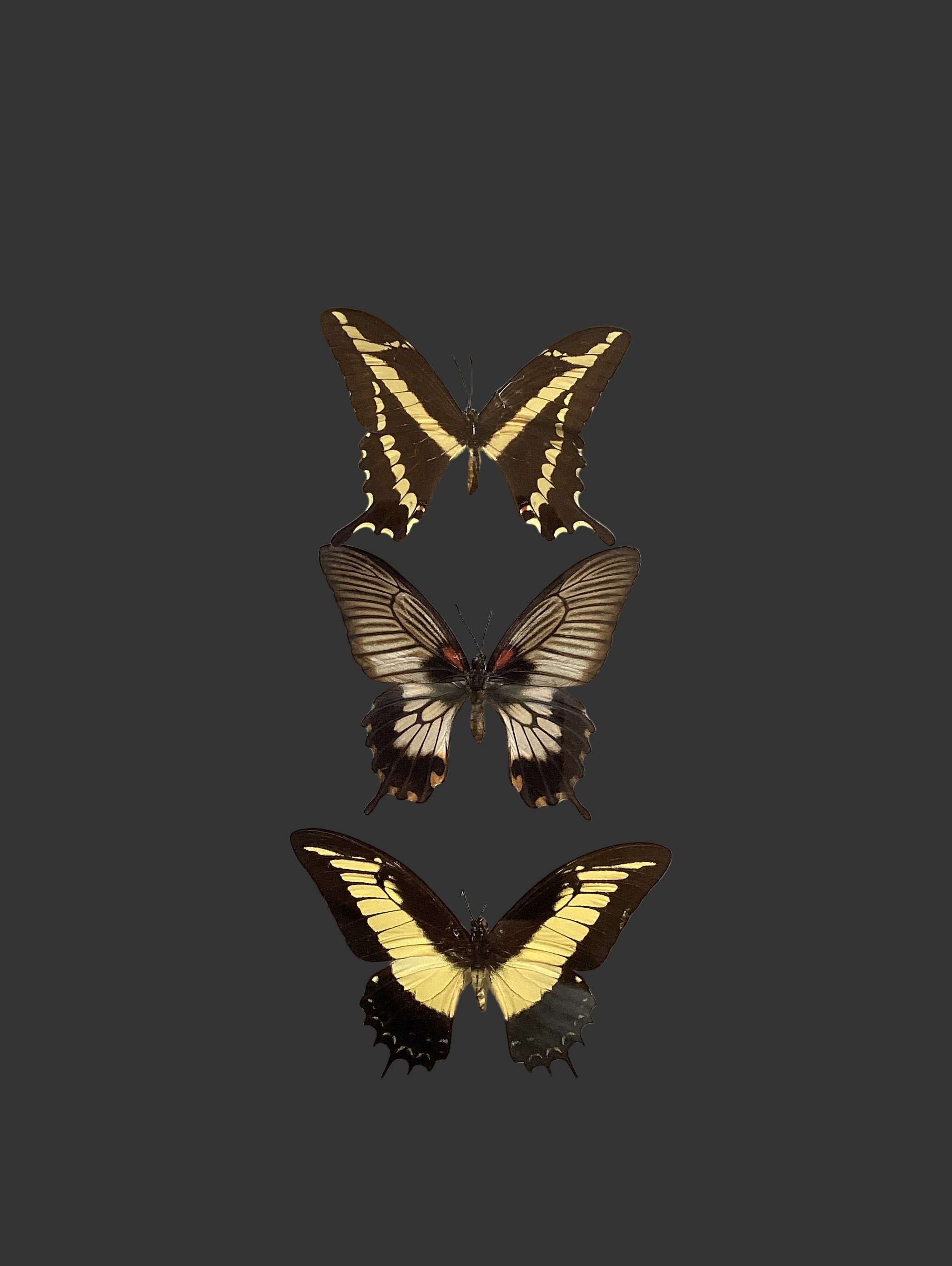 Triple Yellow Swallowtail