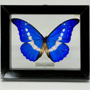 Morpho Rhetenor Helena