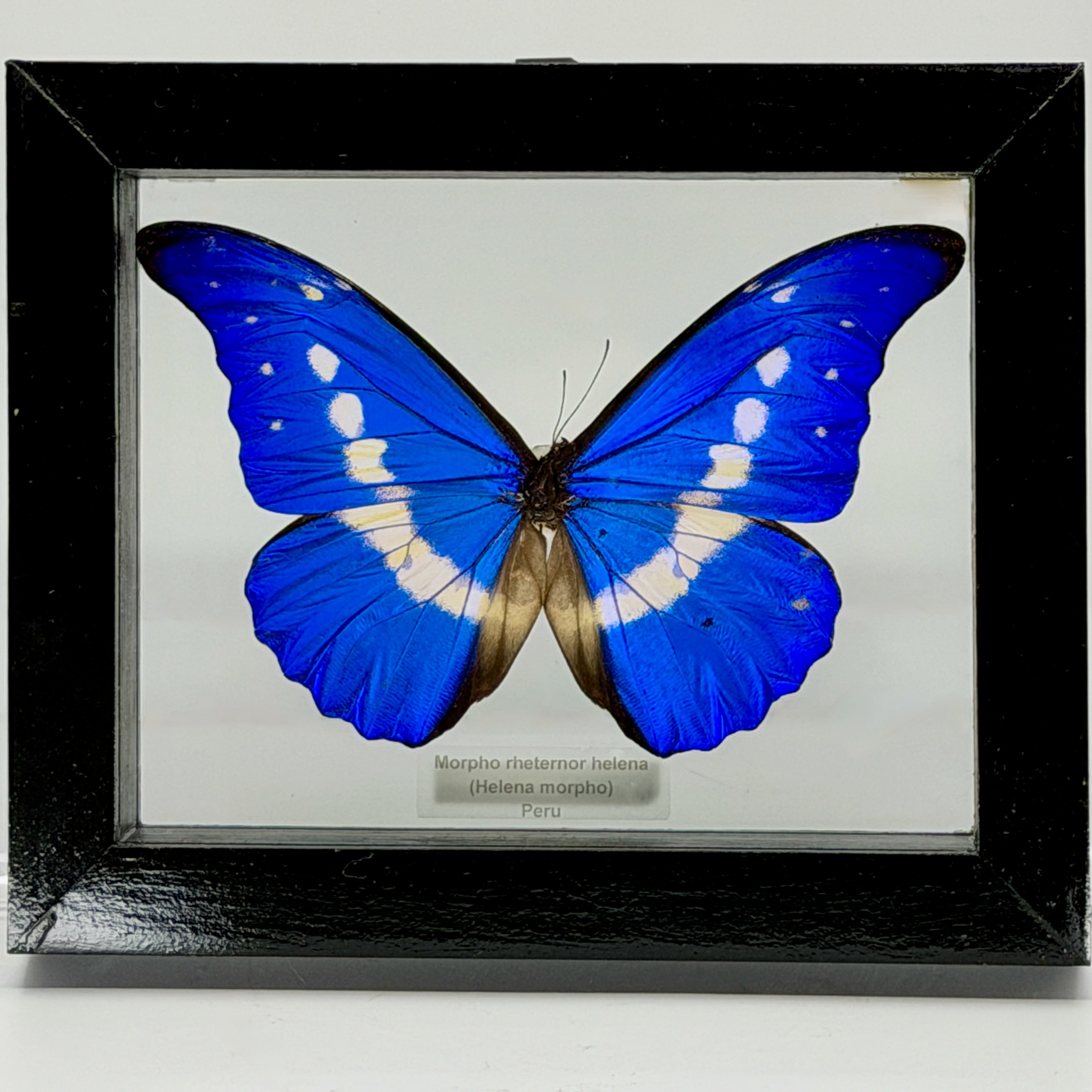 Morpho Rhetenor Helena