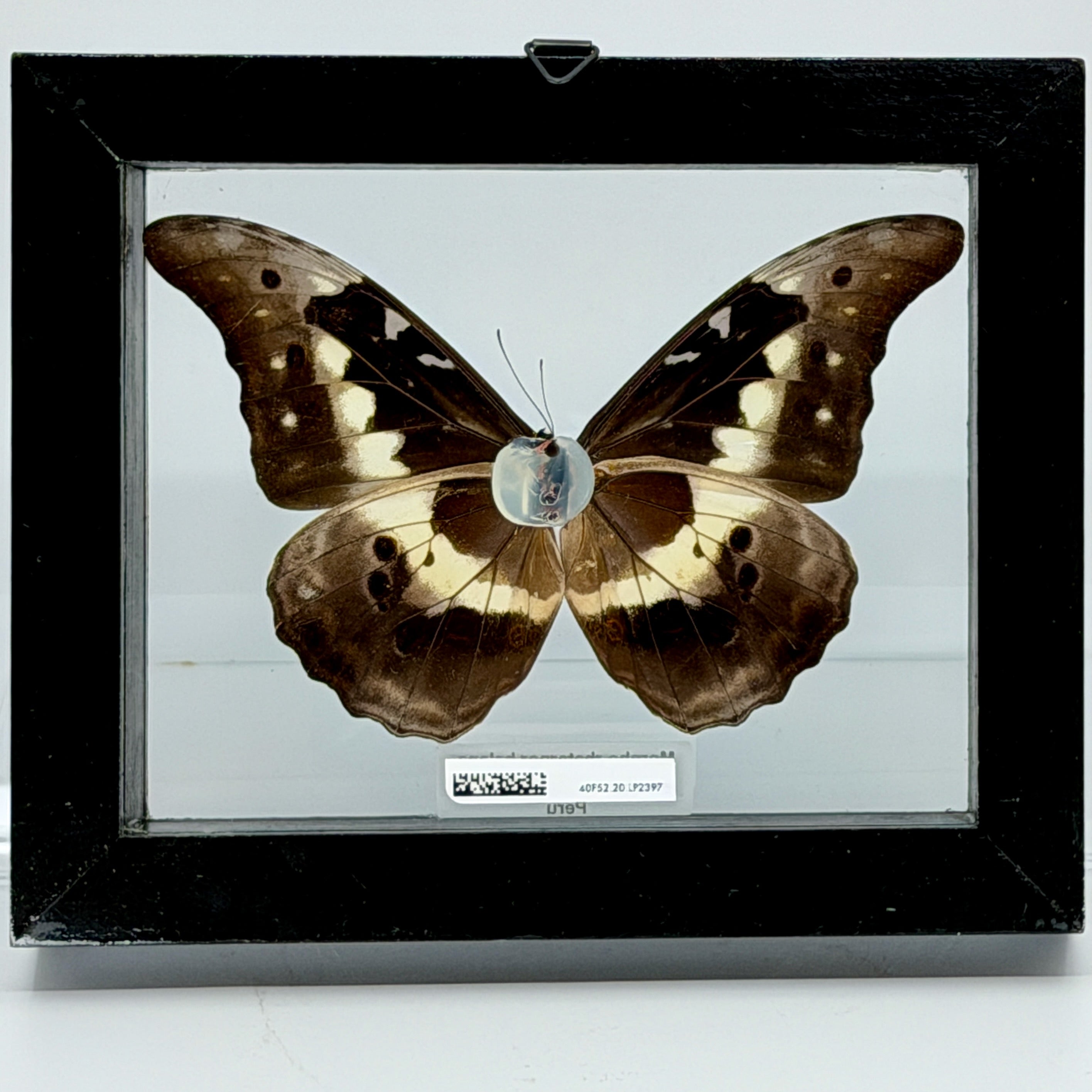 Morpho Rhetenor Helena
