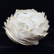 White Lotus
