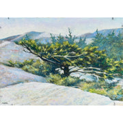 "The Stunted Pine"