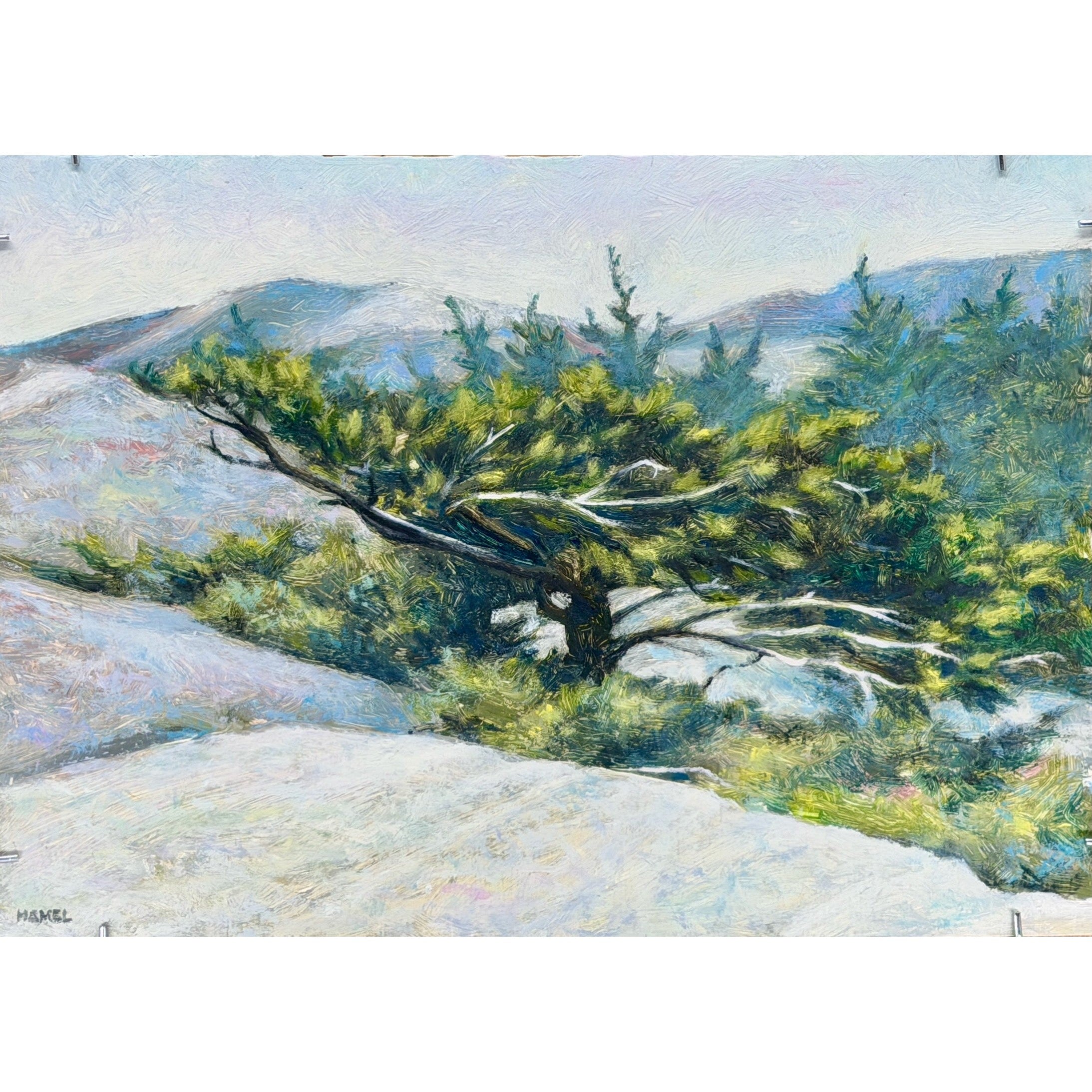 "The Stunted Pine"