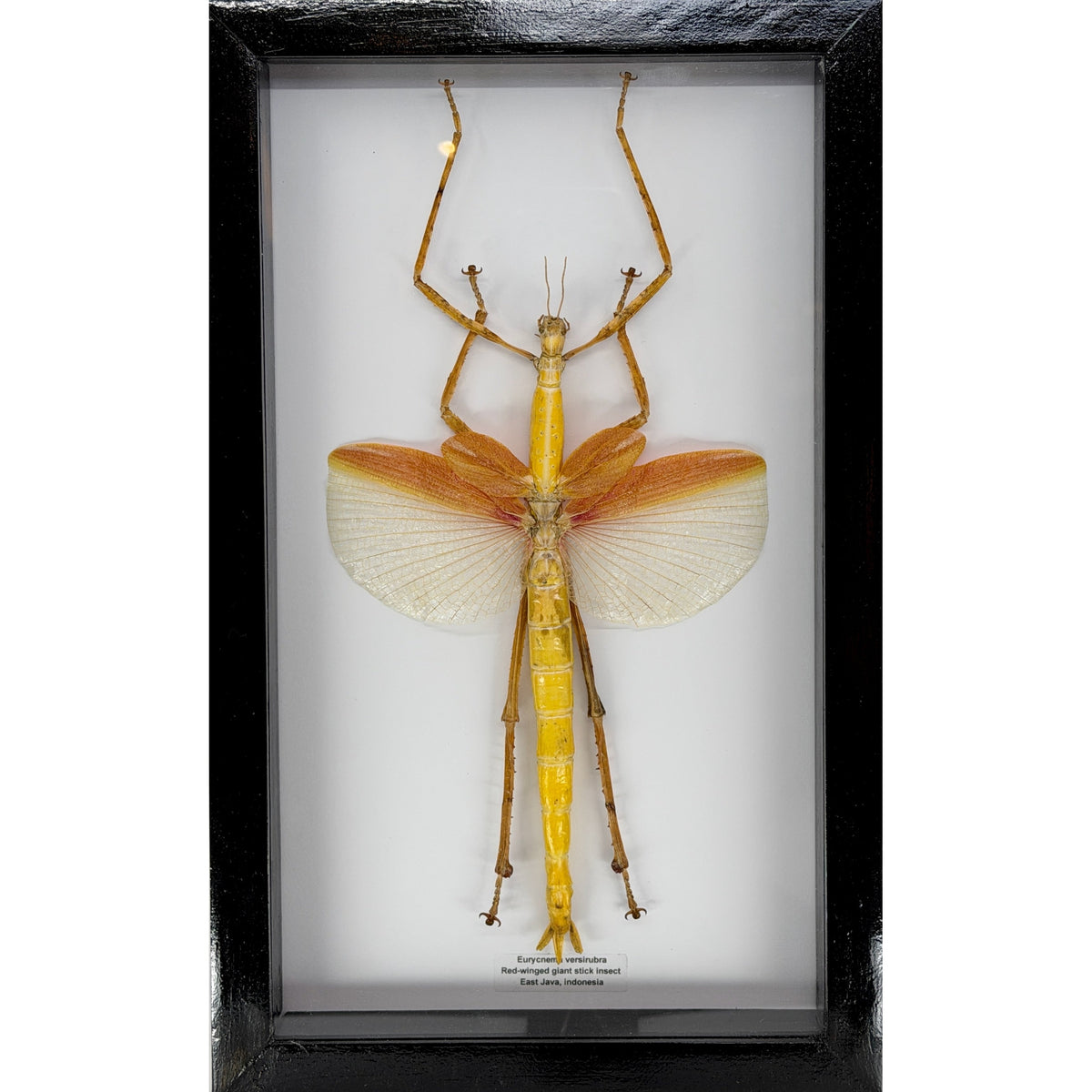 Red Winged Green Giant Walking Stick
