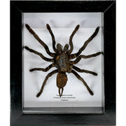 Black Turantula